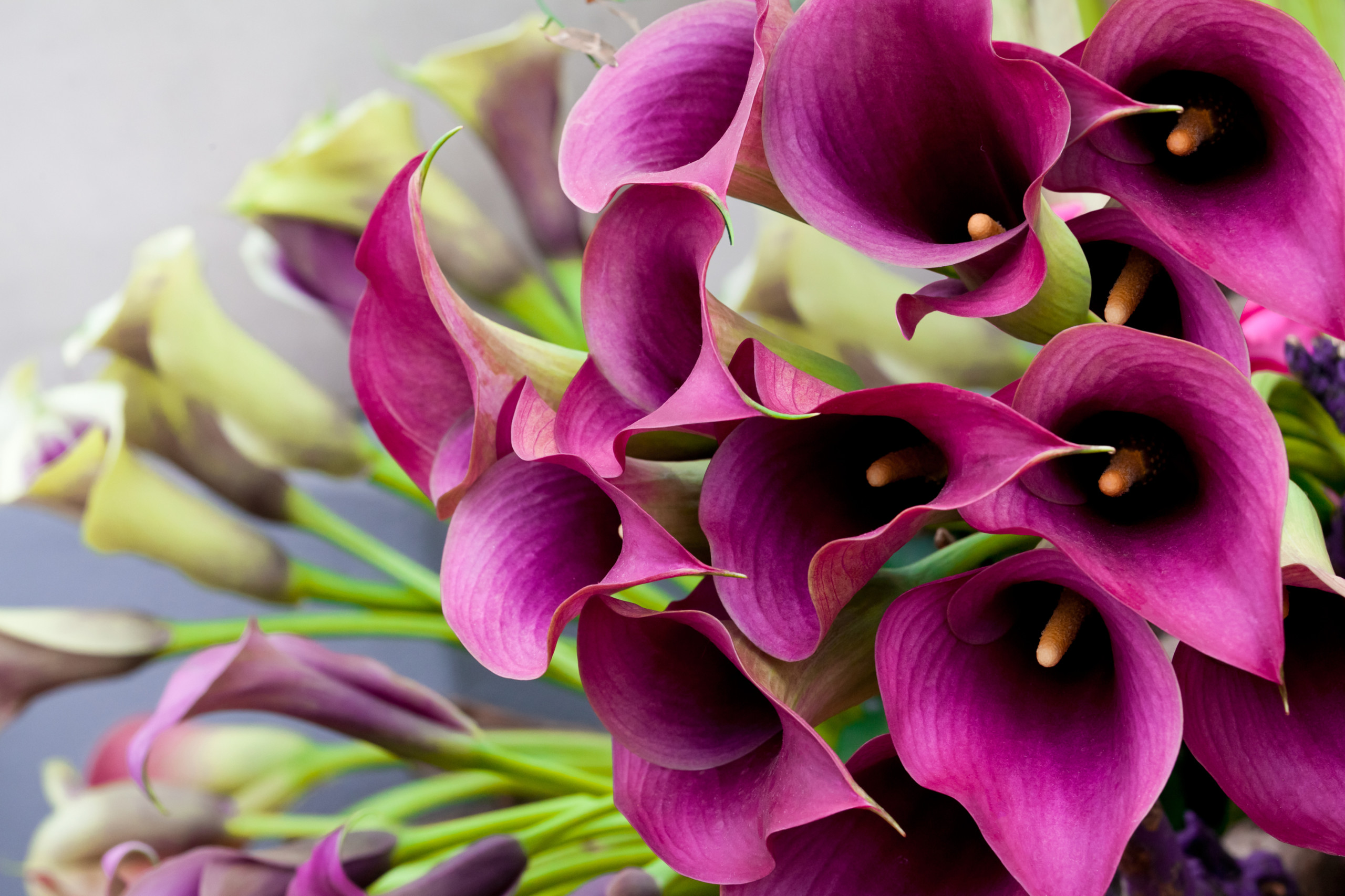 Calla Lily - FloraLife