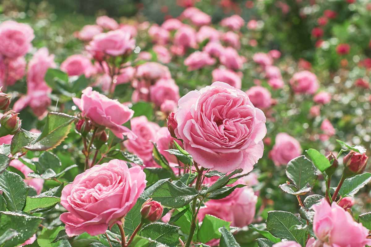 9 Common Reasons Why Roses Fail to Bloom | Gardener's Path