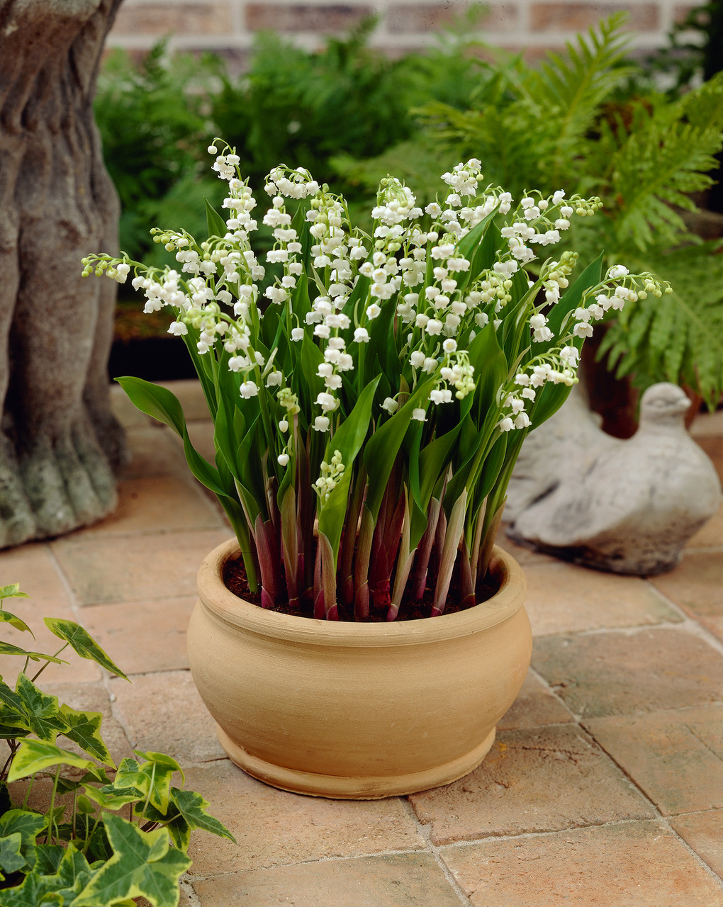 How to easily grow lily of the valley in your garden