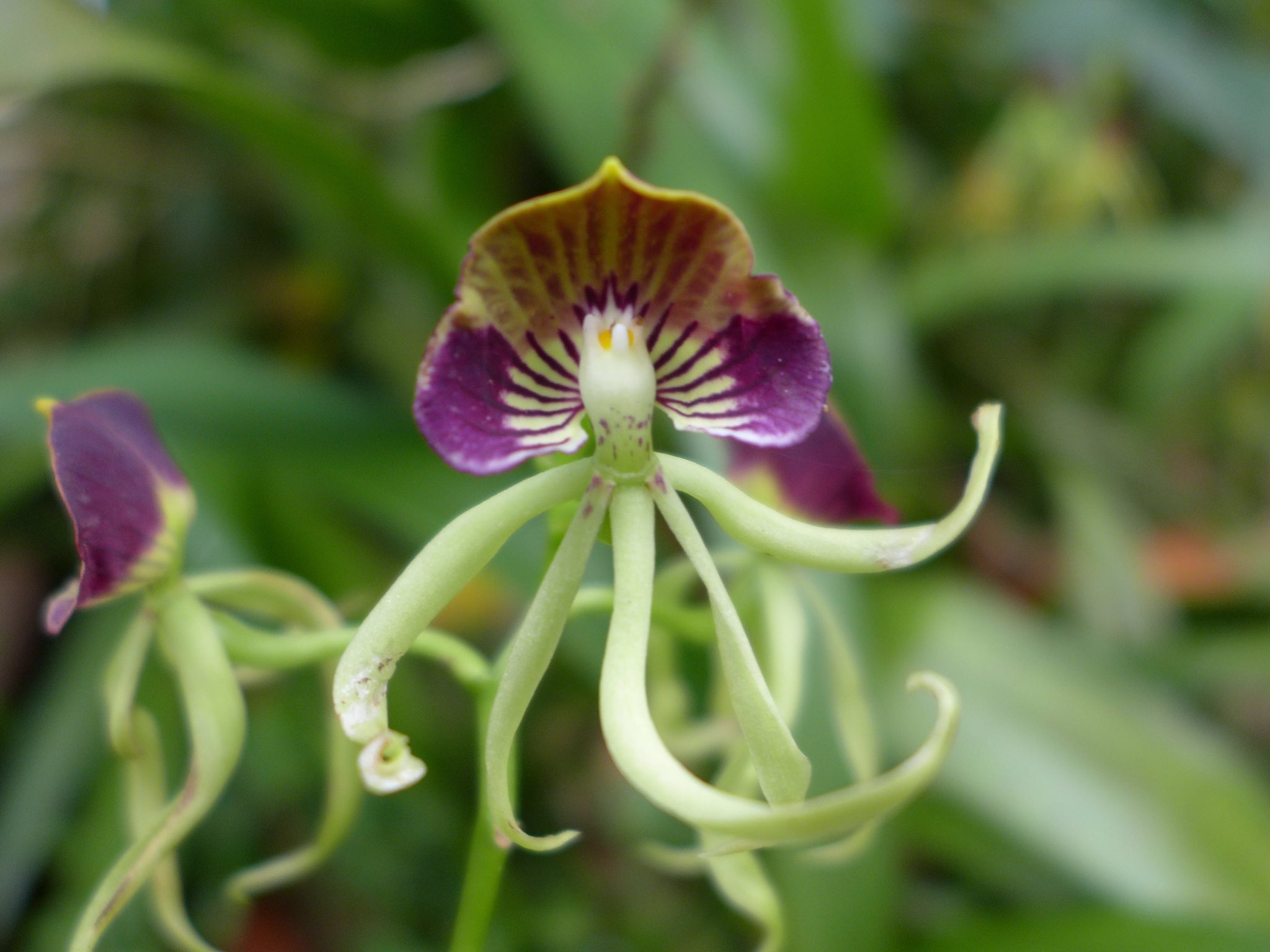 EU-LAC Foundation on X: "#TravelTuesday for #Belize and its national flower.  Our second member to ratify constitutive act of the Foundation  https://t.co/l4viPSiiK4" / X