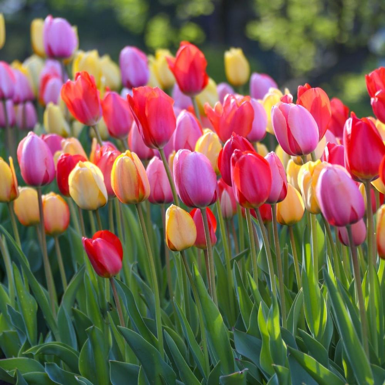 Tulip Darwin Hybrid Sunset Mix - Bulk Offer - 100 bulbs - Longfield Gardens