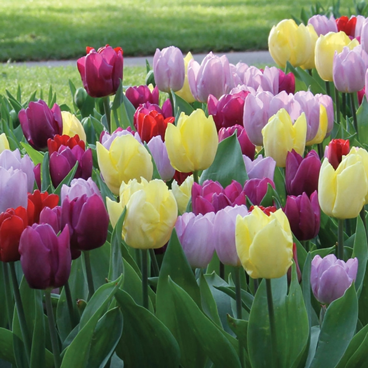 Tulip Single Early Prince Mix - 20 bulbs - Longfield Gardens