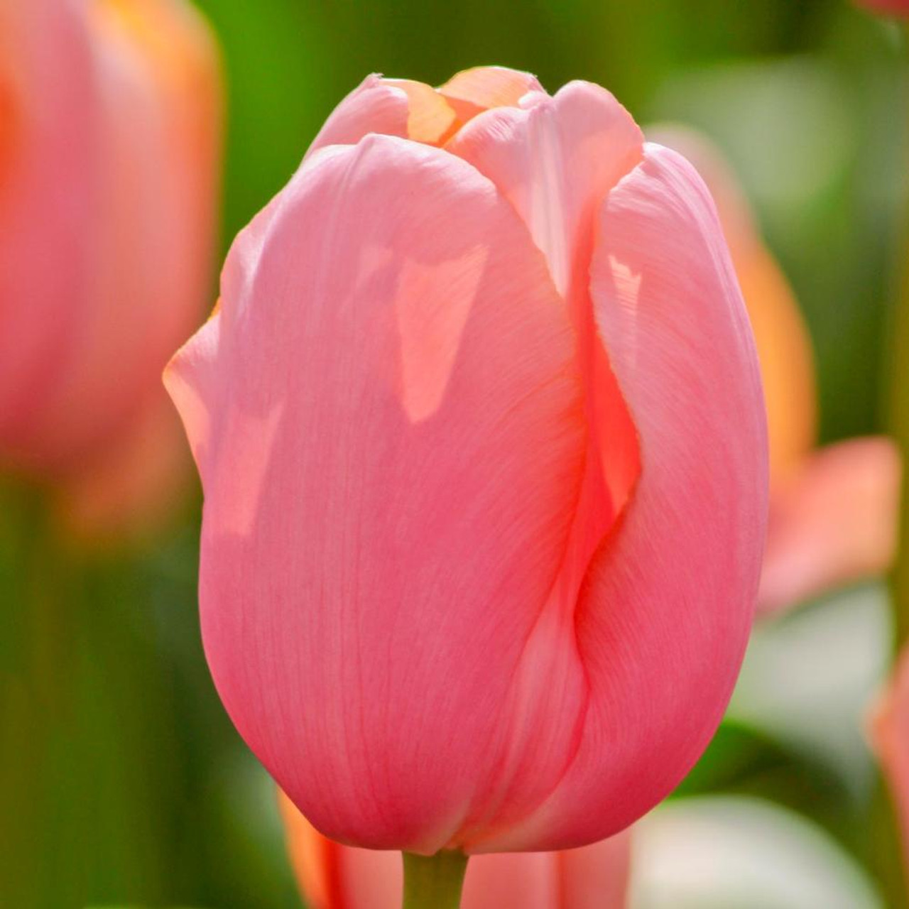 Tulip Single Late Menton - 20 bulbs - Longfield Gardens