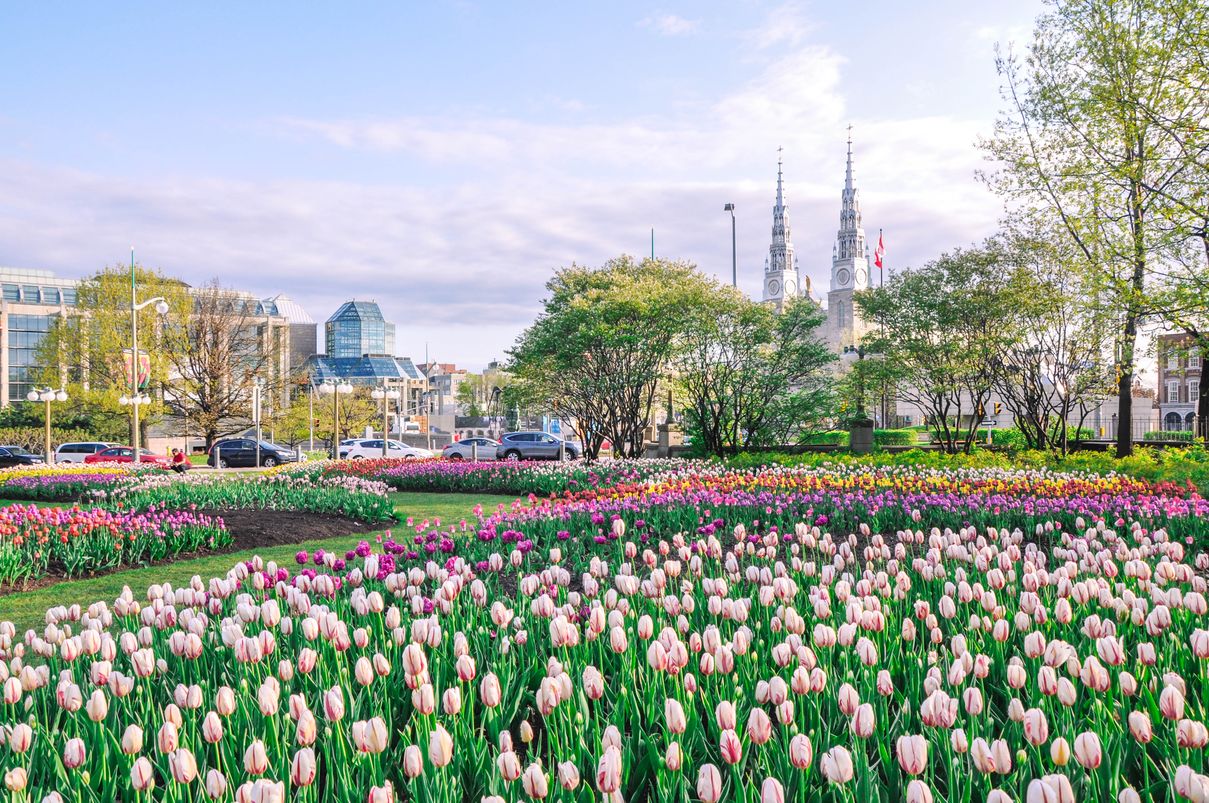 Ottawa Tulip Festival Guide: Tulips Locations, History, and Tips - Nina Near and Far