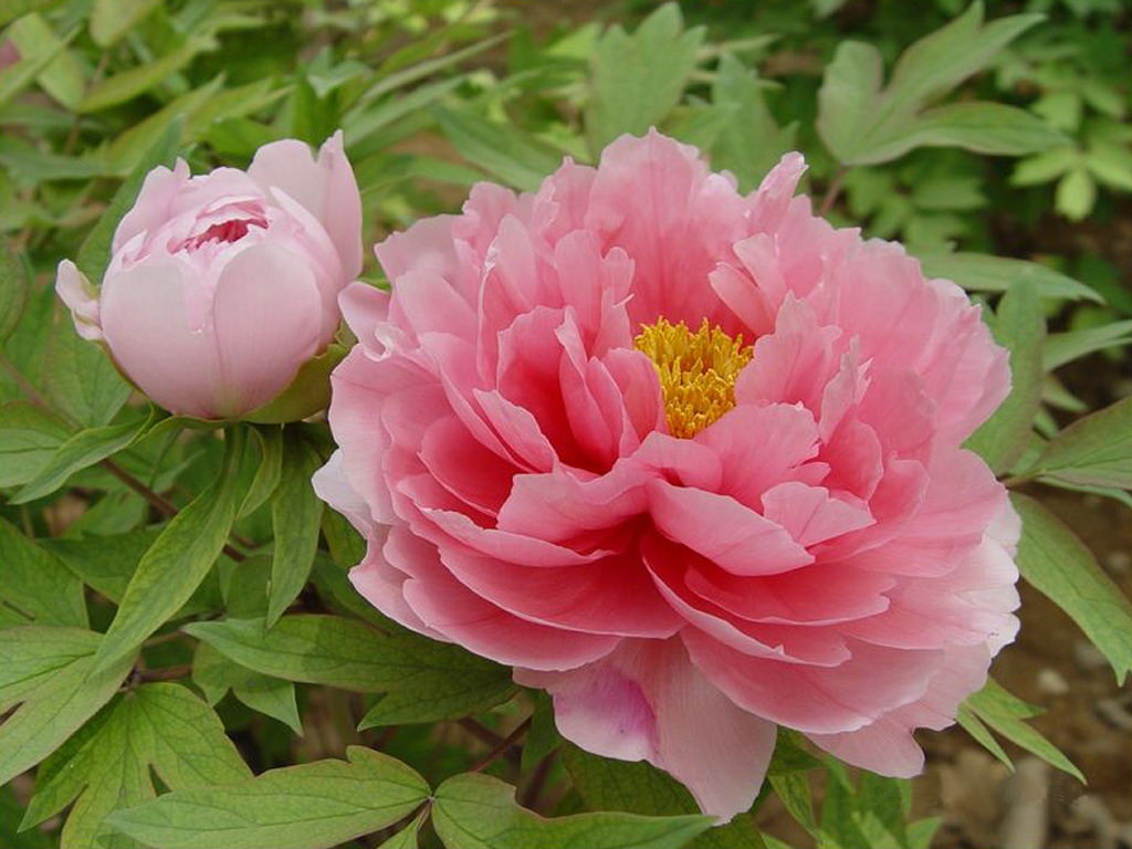 Paeonia × suffruticosa – Wikipedia tiếng Việt