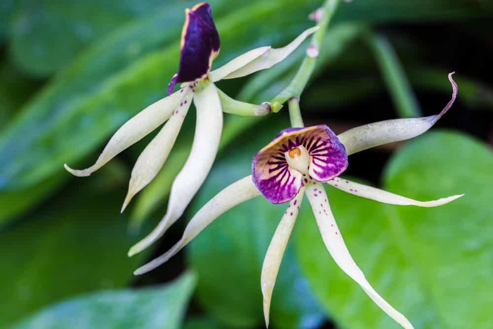 20 Types of Orchids to Keep as Houseplants (With Pictures)