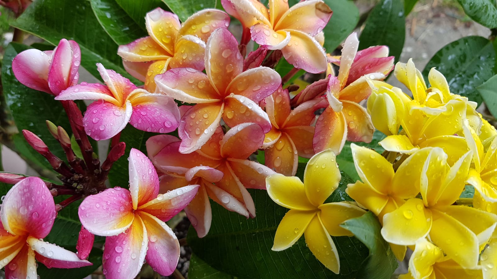 Reduced Frangipani Plants - Plumeria Shop - Your partner for quality plants  and accessories