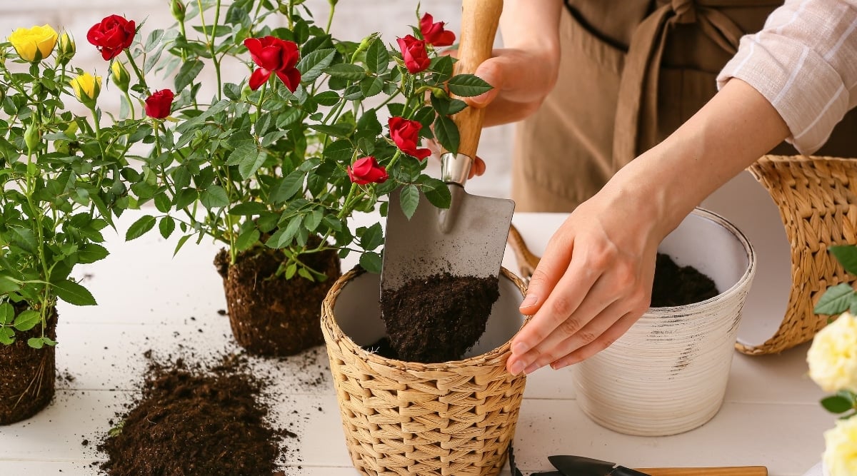 15 Tips For Growing Beautiful Roses in Pots or Containers