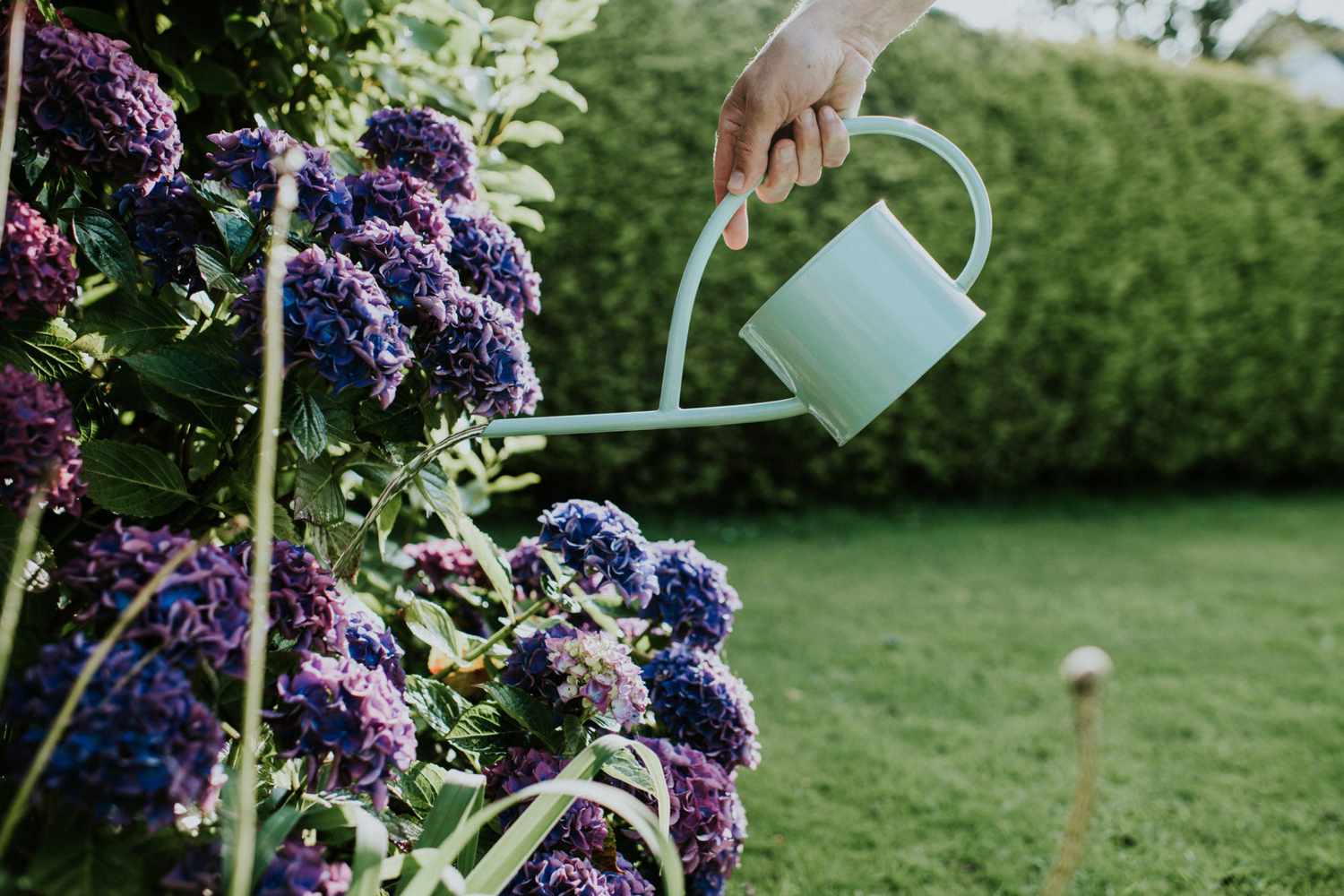 How To Water Hydrangeas