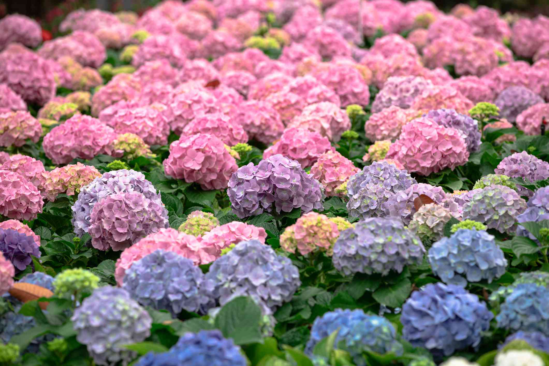 How to Turn Hydrangeas Blue or Pink