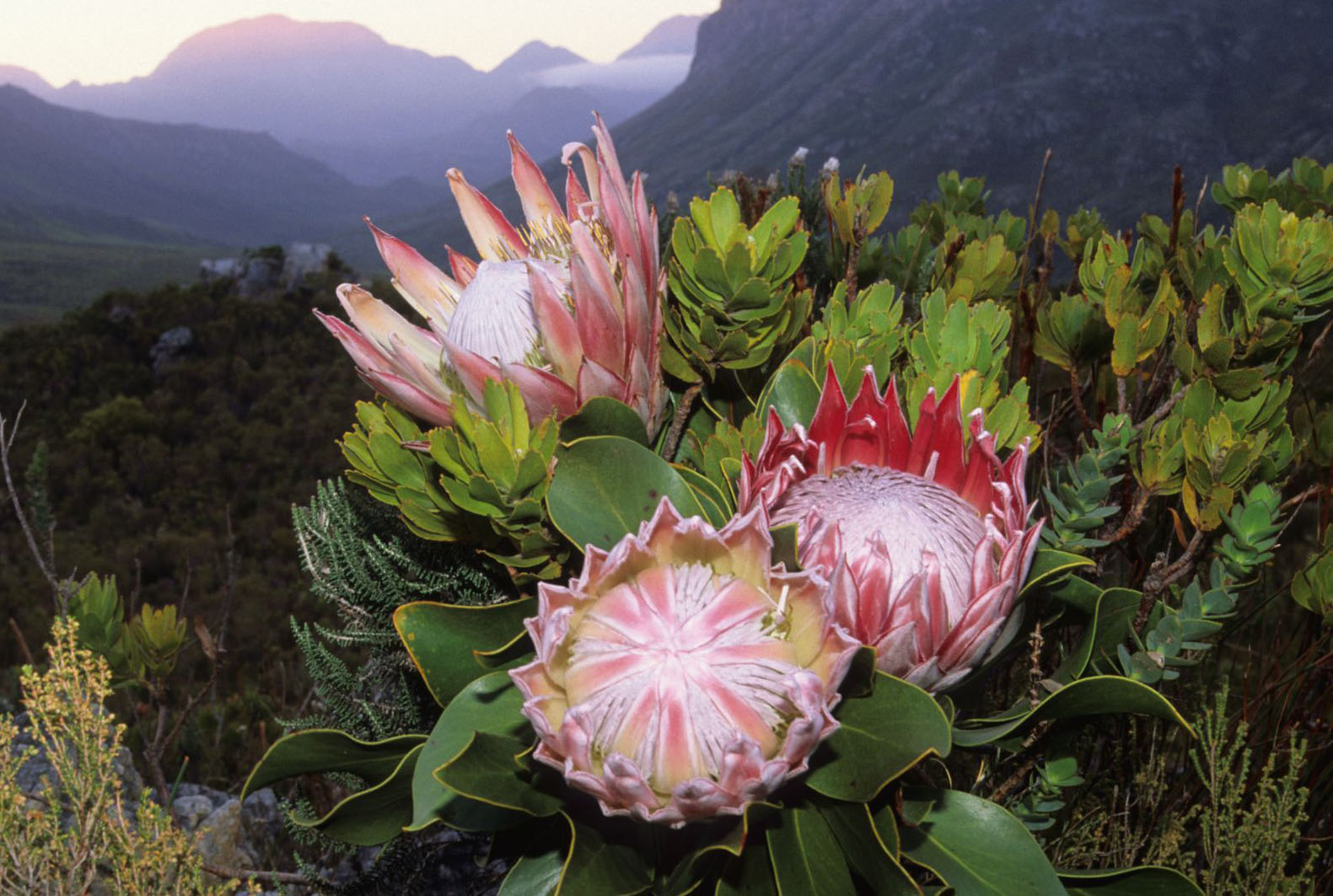 Bloom of the Week: King Protea – Darby Creek Trading