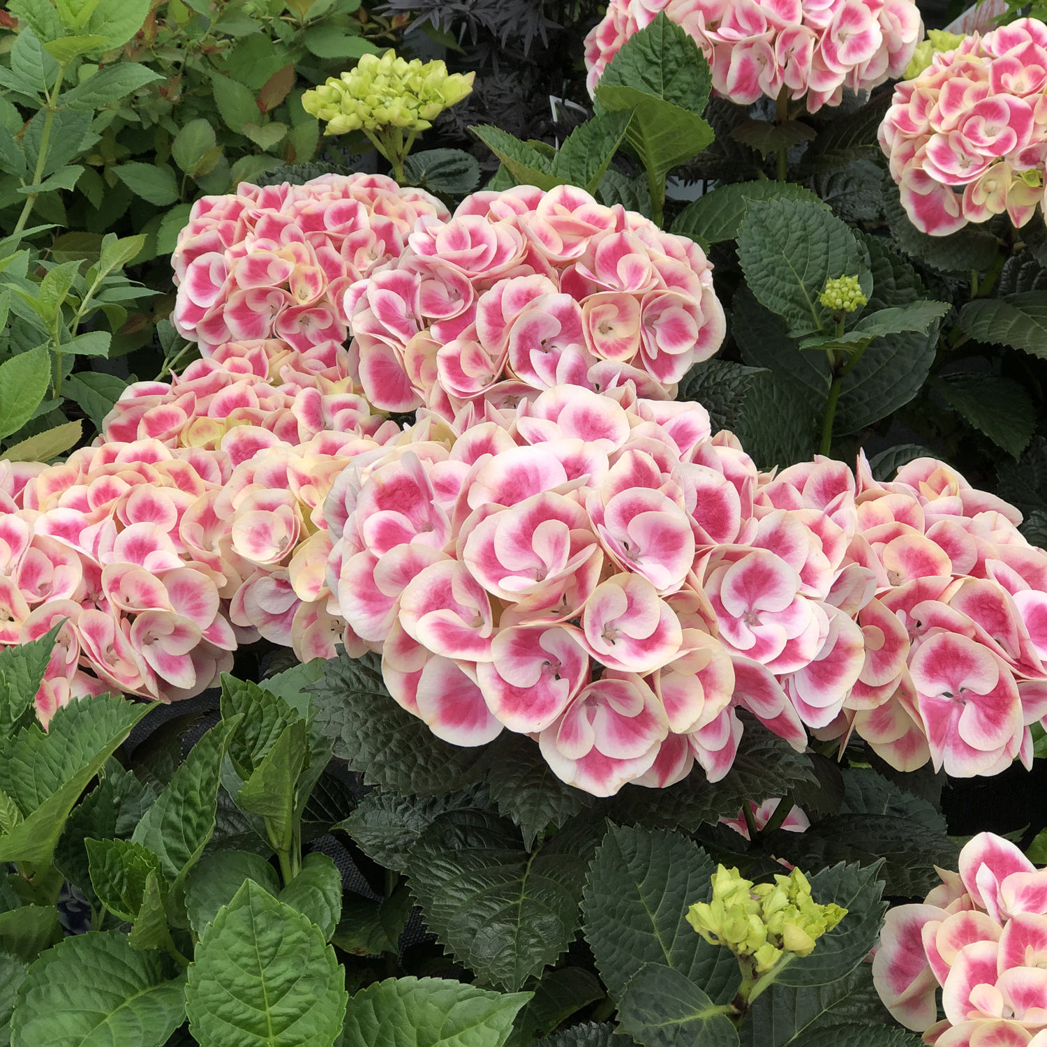 Hydrangea CITYLINE Mars - Buy Hydrangea Big Leaf Shrubs Online