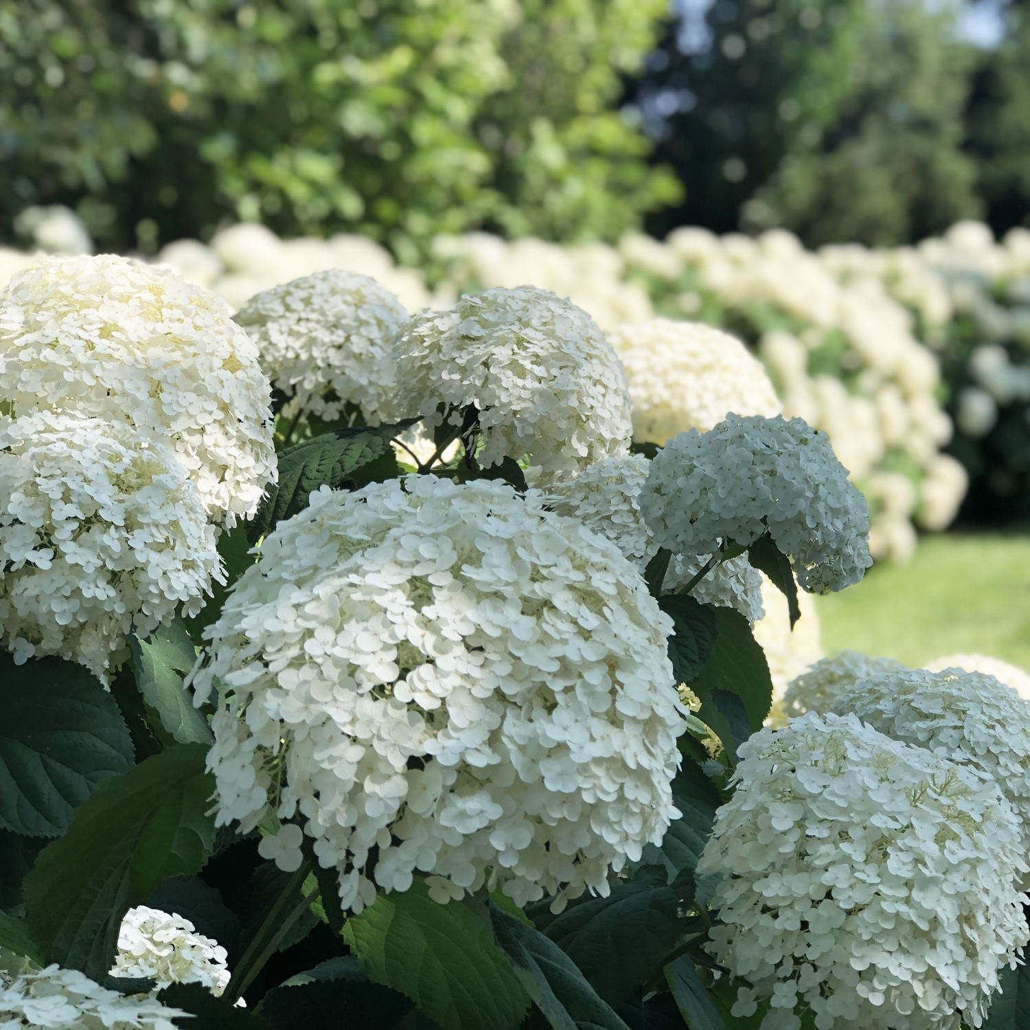 14 Stunning Hydrangea Varieties to Add to Your Garden