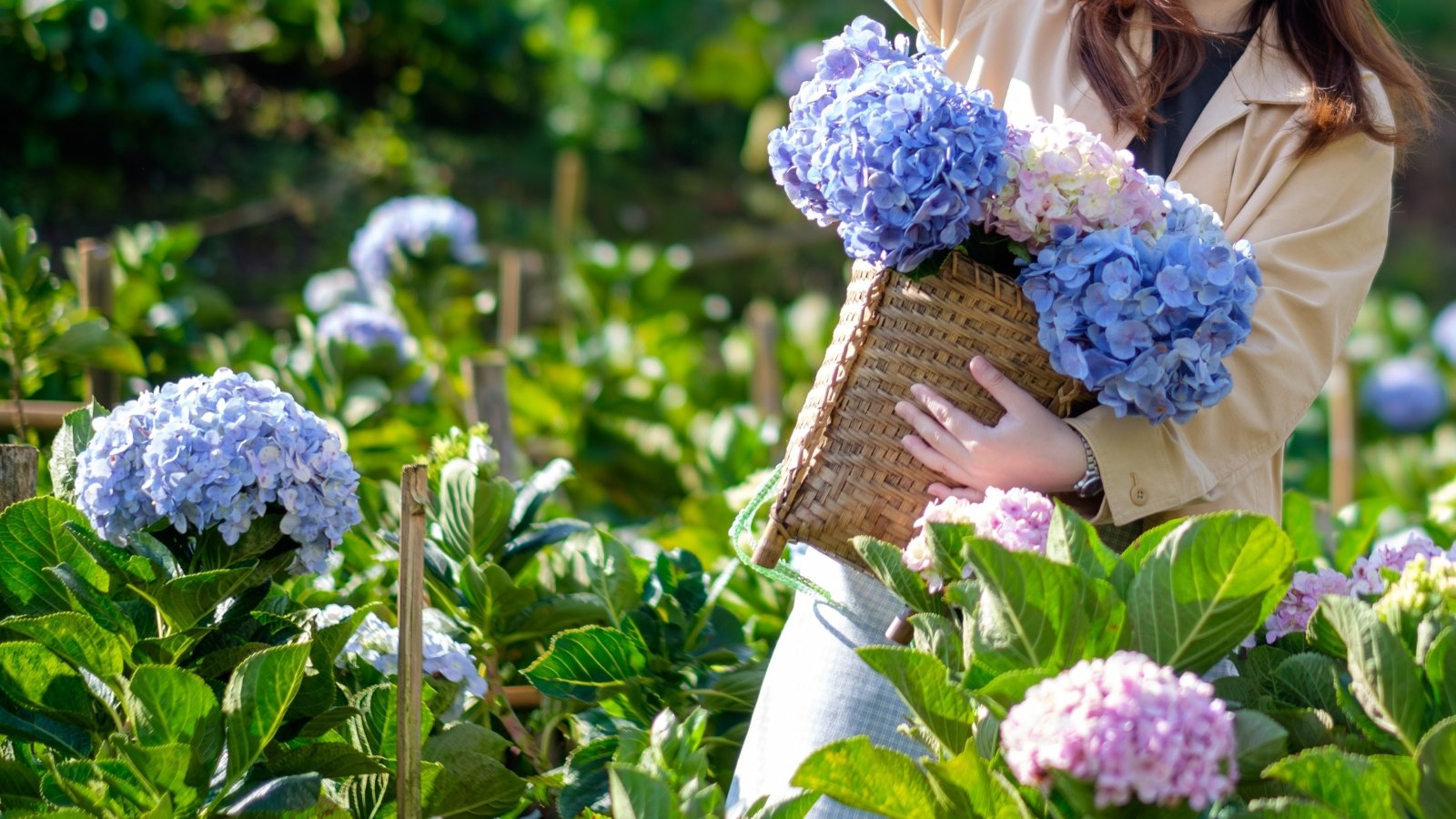 5 Tips for Long-Lasting Cut Hydrangea Blooms