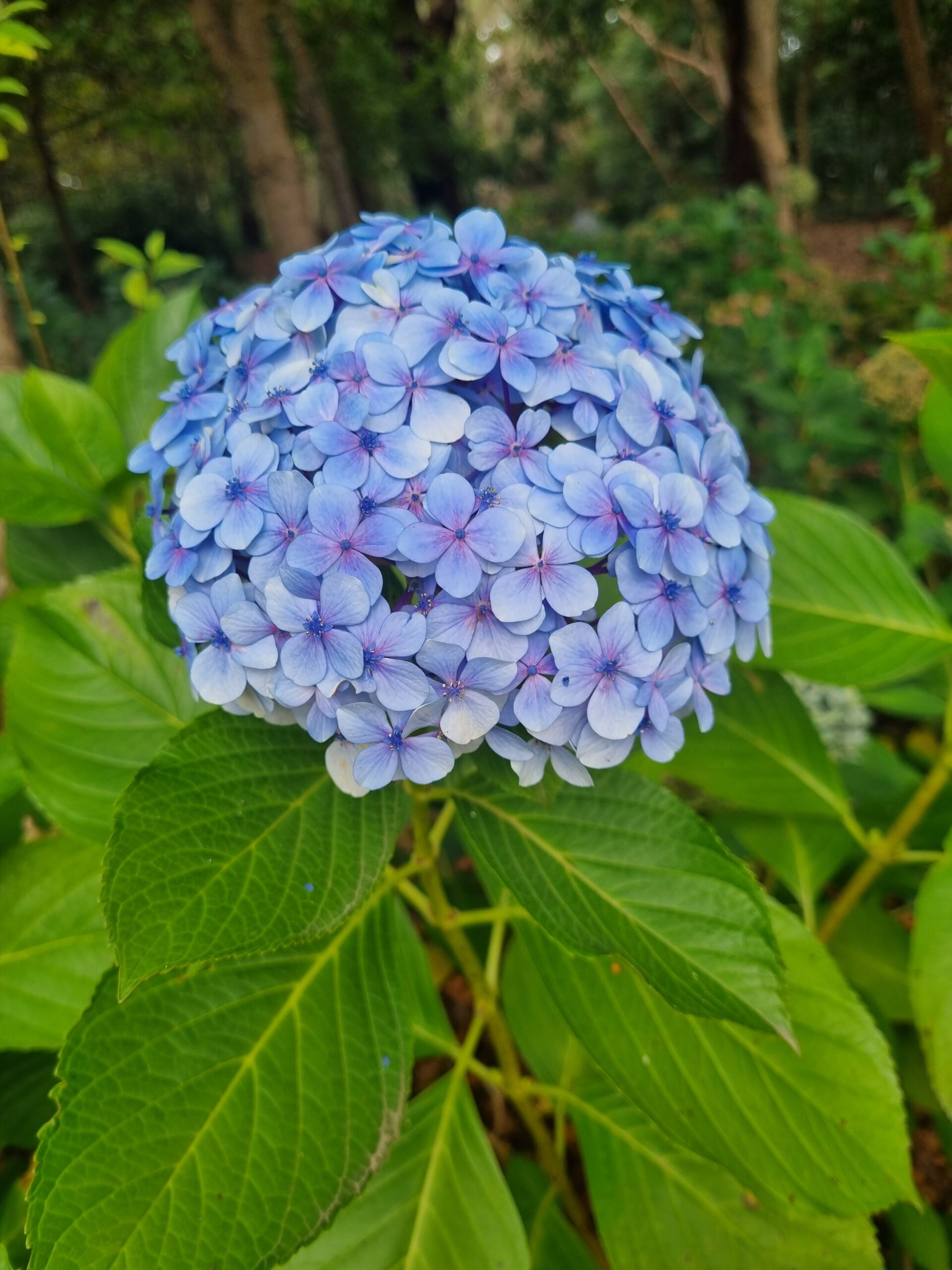 Hydrangea macrophylla 'Blue' 6" Pot - Hello Hello Plants