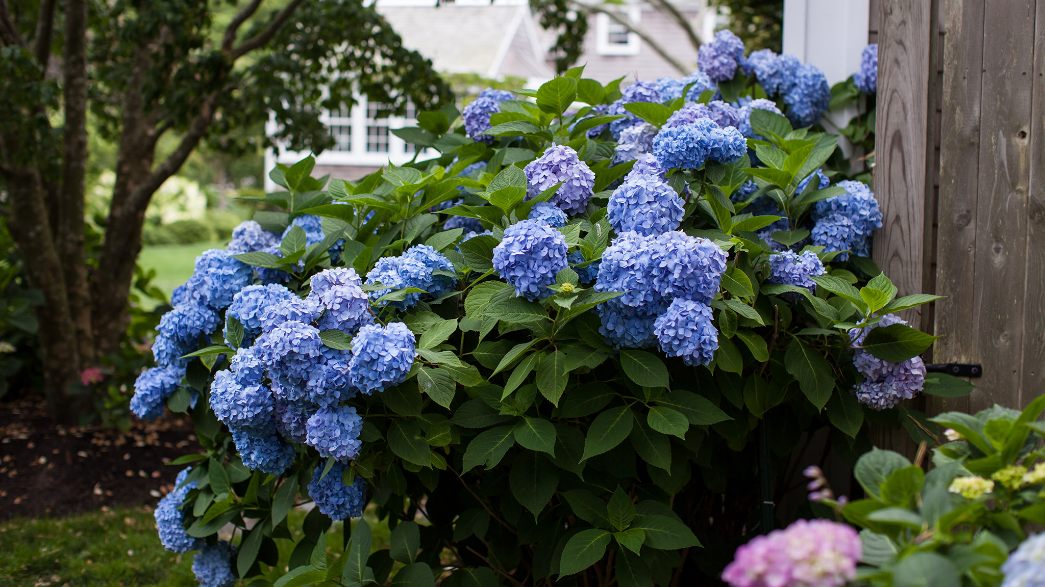 Pruning and Fertilizing Hydrangea macrophylla for Stunning Blooms - 16 Acres Garden Center