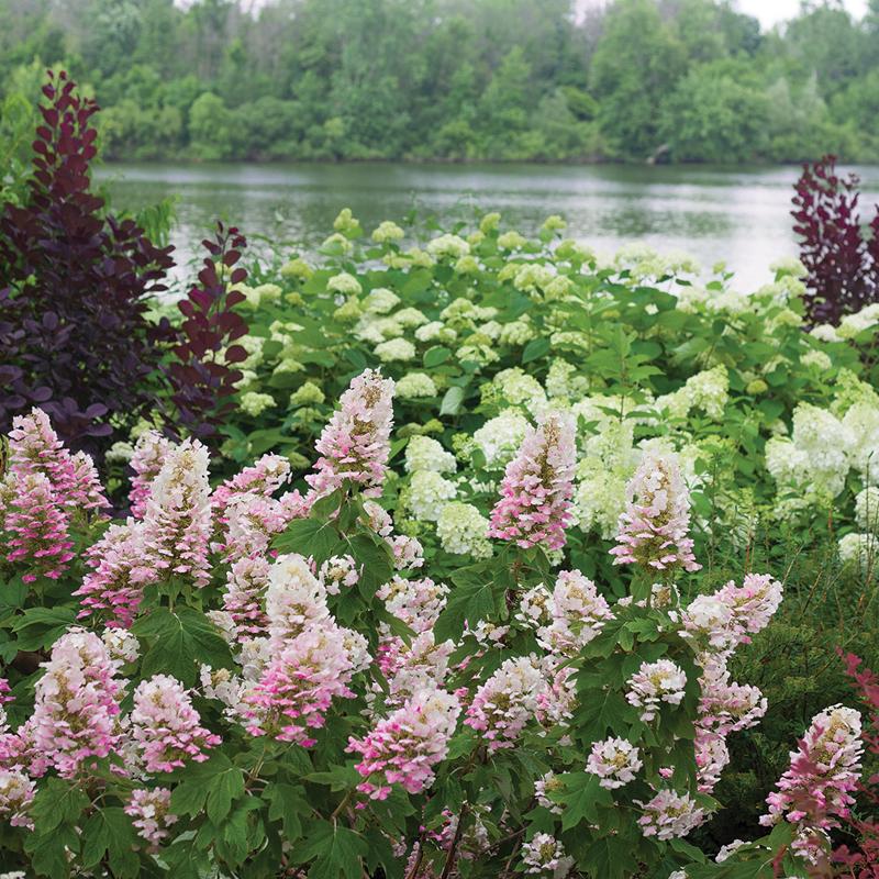 Gatsby Pink® Oakleaf Hydrangea