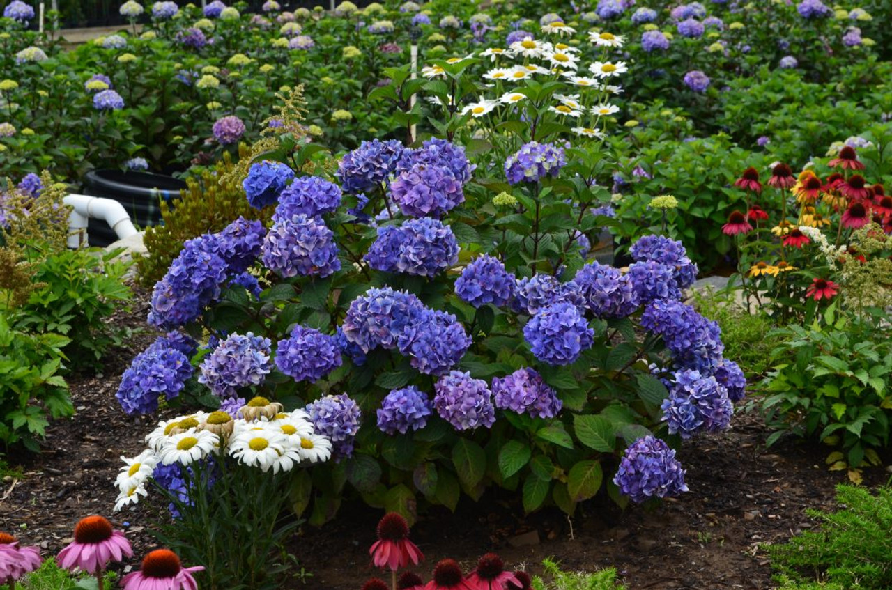 Hydrangea 'Endless Summer® BloomStruck'® 3 Gallon - Cofer's Home & Garden