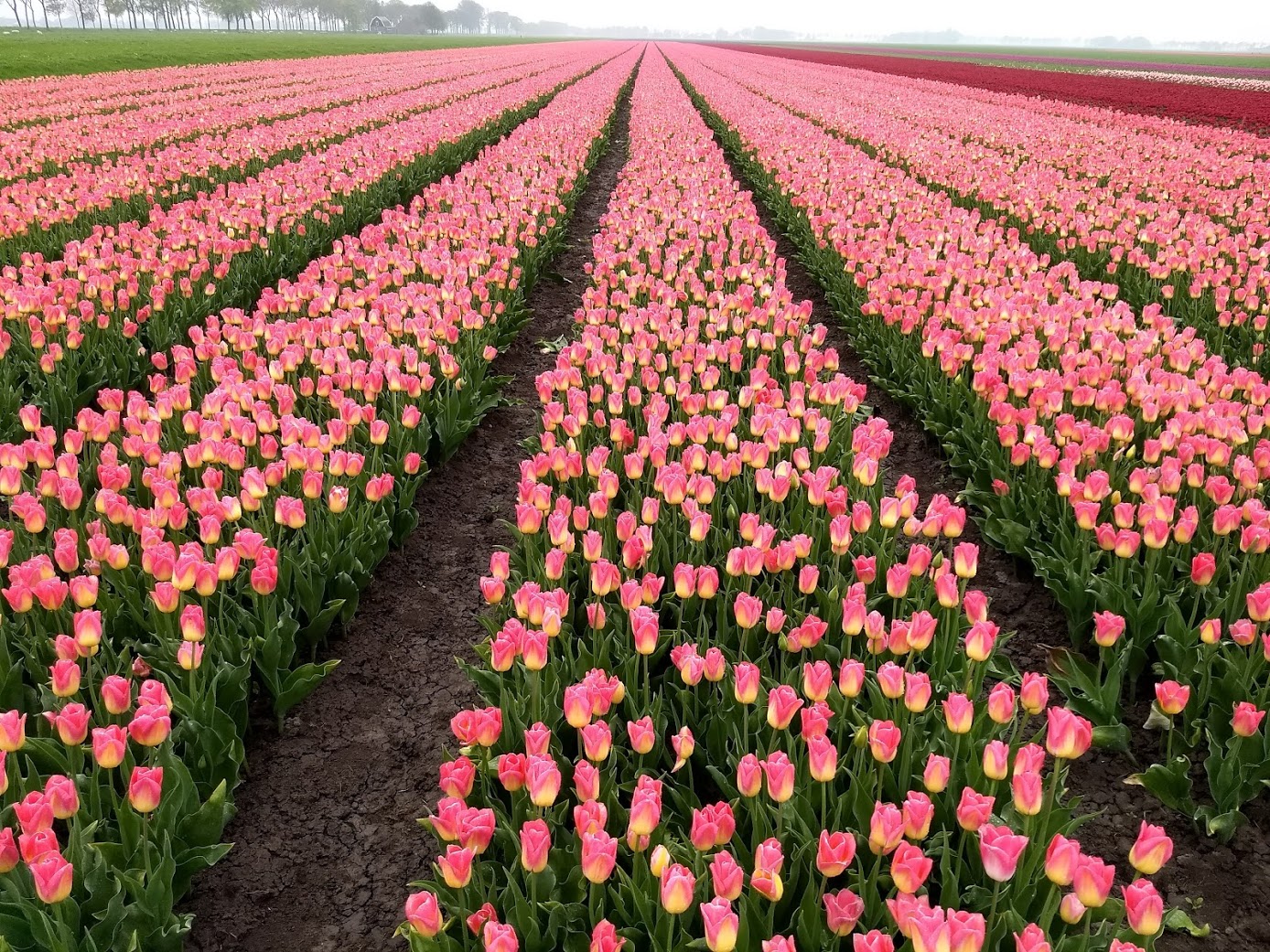 Tulips from bulb to bloom | That Dam Guide