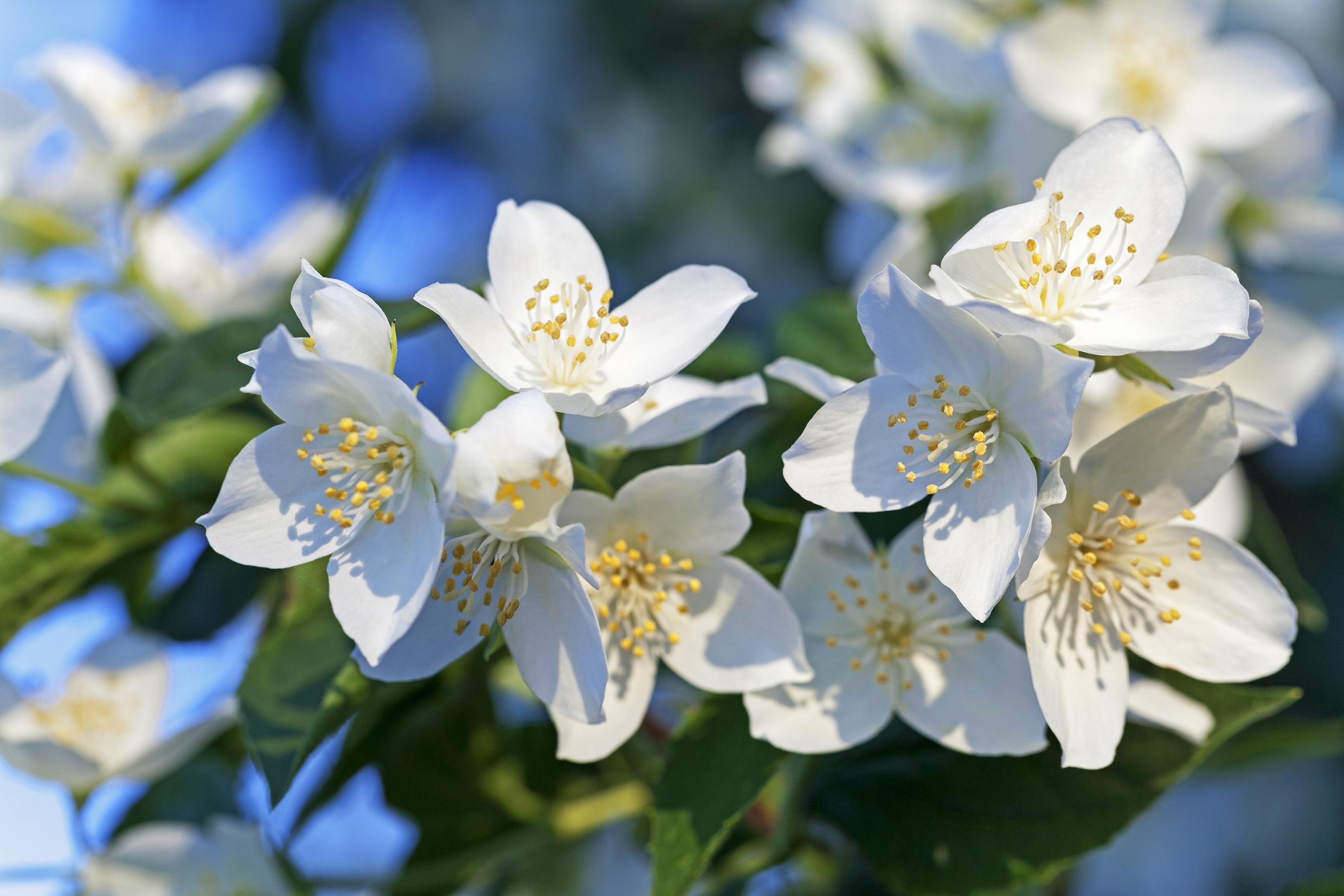 Jasmine Flower Plant - Types, How to Grow, & Care For It