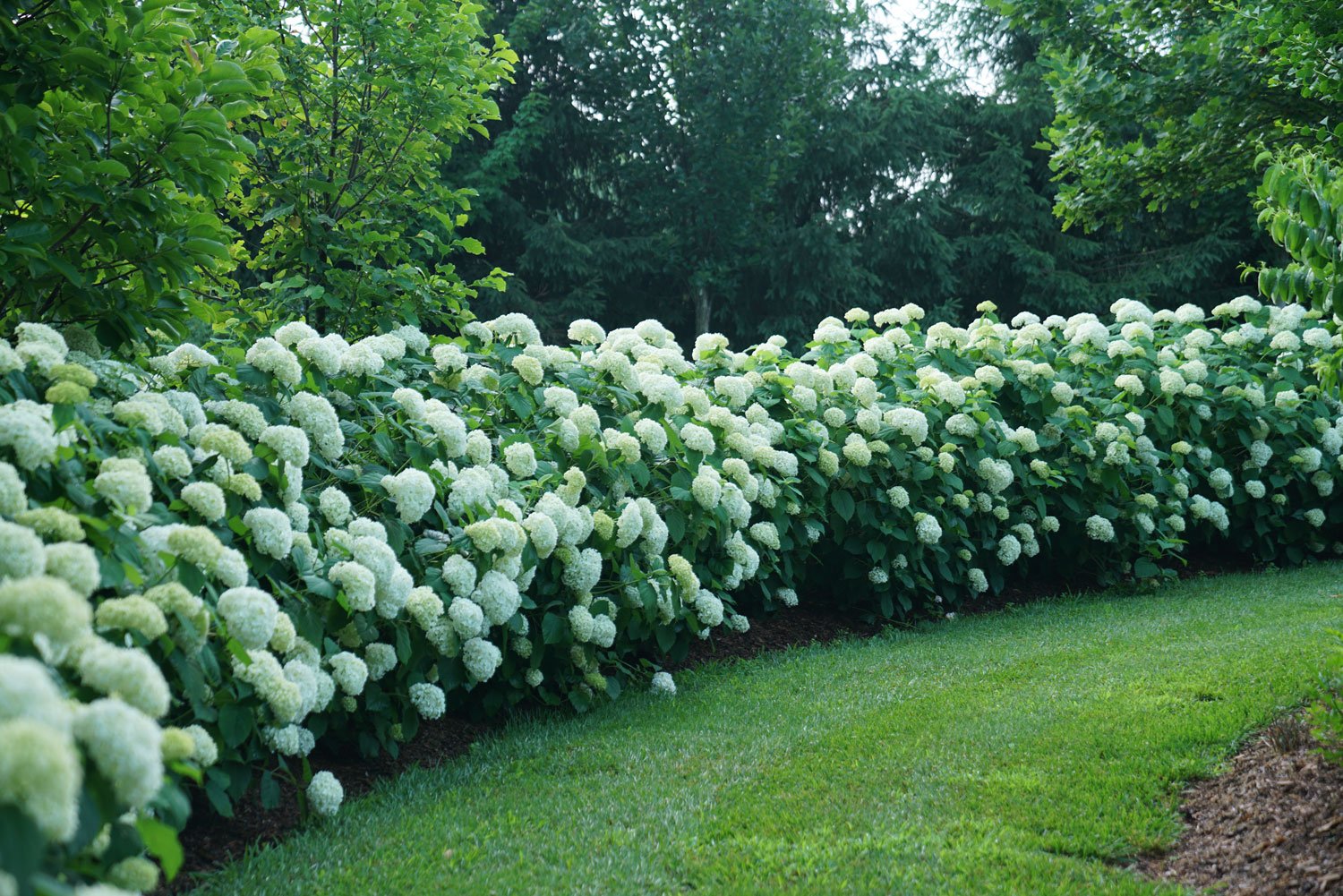 How to Create a Hydrangea Hedge - Great Garden Plants Blog