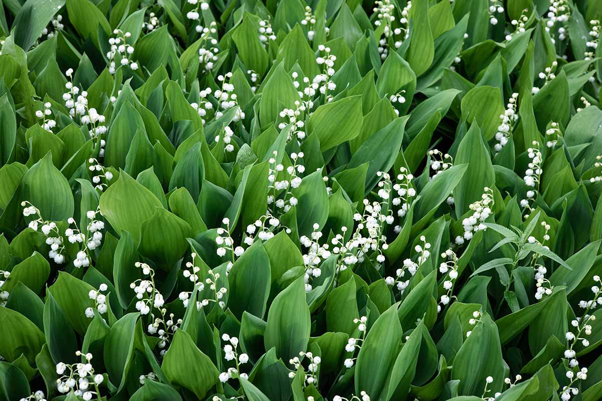 Is Lily of the Valley Invasive? | Gardener's Path