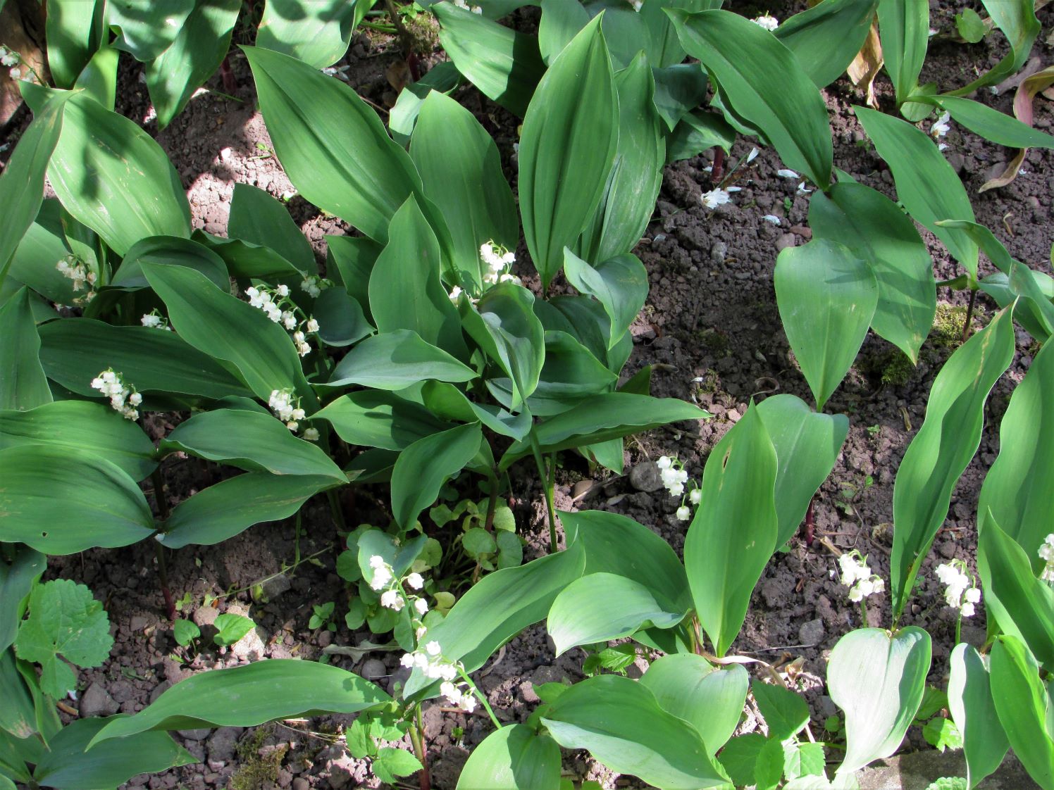 Lily of the Valley