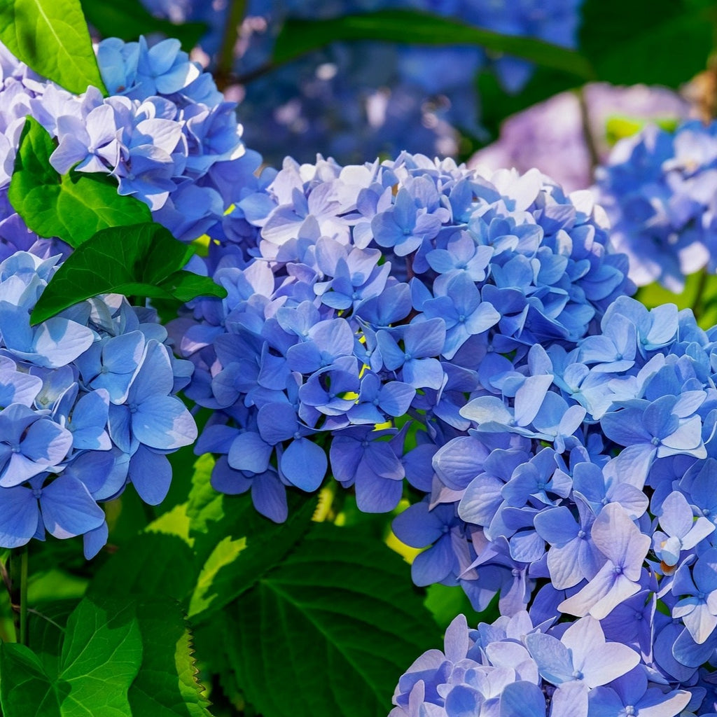 Nikko Blue Hydrangea – Maya Gardens, Inc.