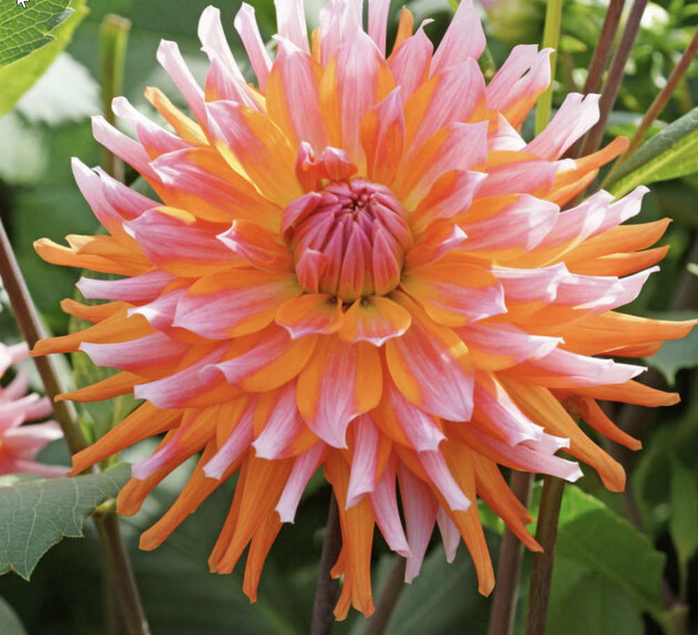 2023 Dahlia Sale — Greater Kansas City Dahlia Society, 59% OFF