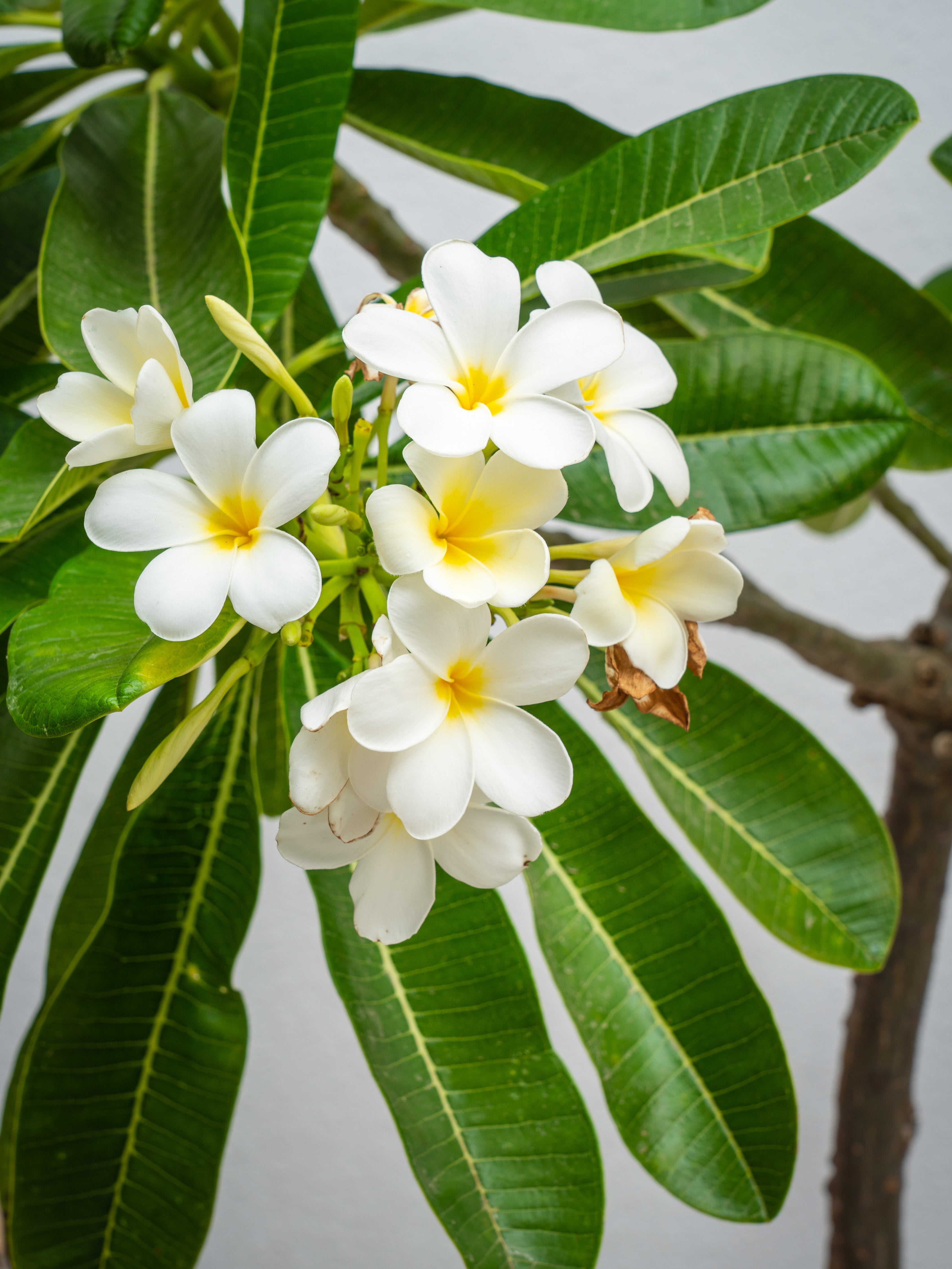 Frangipani Tree - Plumeria Obtusa | Flowering Outdoor Plants | growhub AE