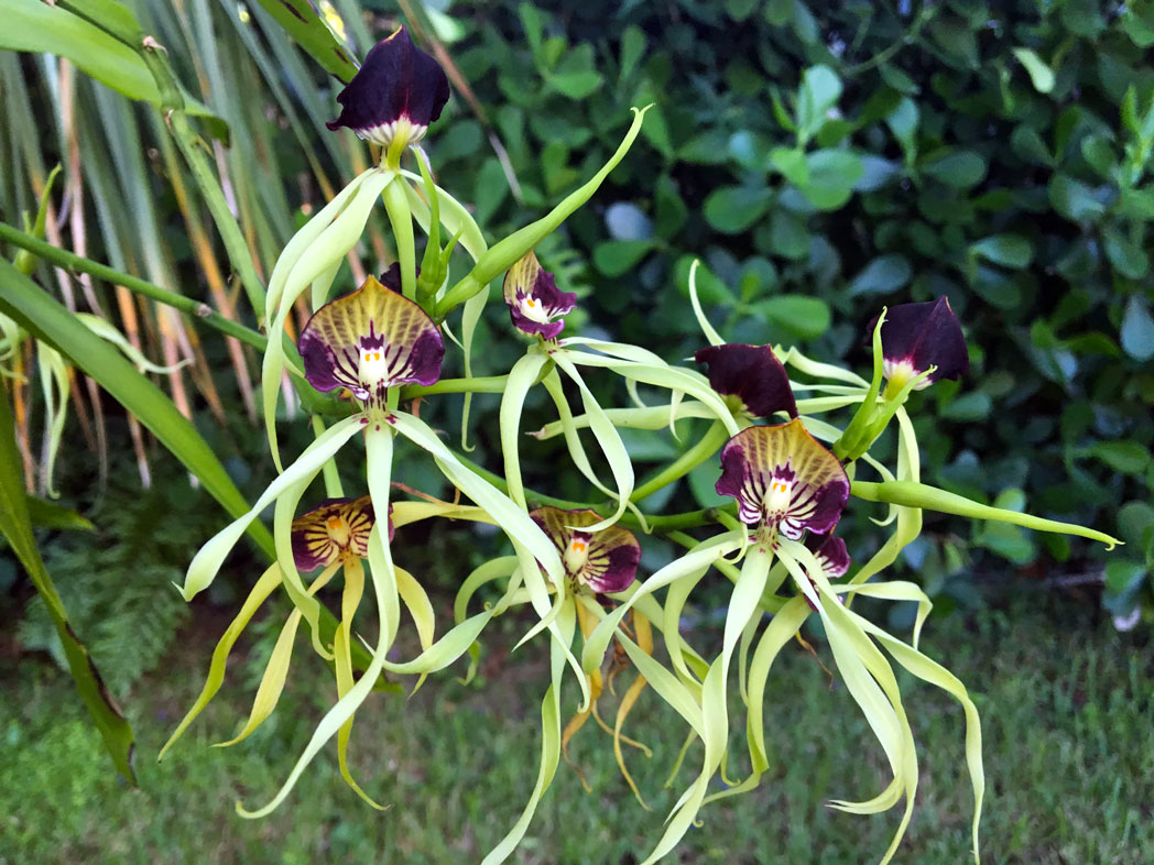 Clamshell orchid - Florida Wildflower Foundation