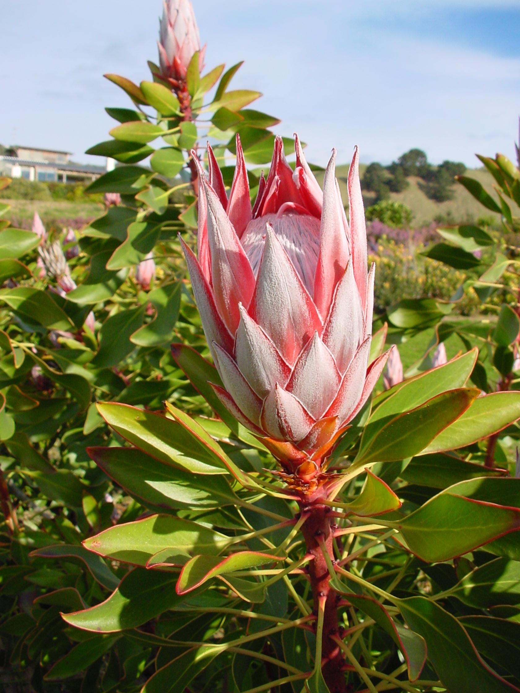 Protea Cynaroides Tsitsikama - pink - 2.5litre pot - lovely healthy plants!  - Protea Patch