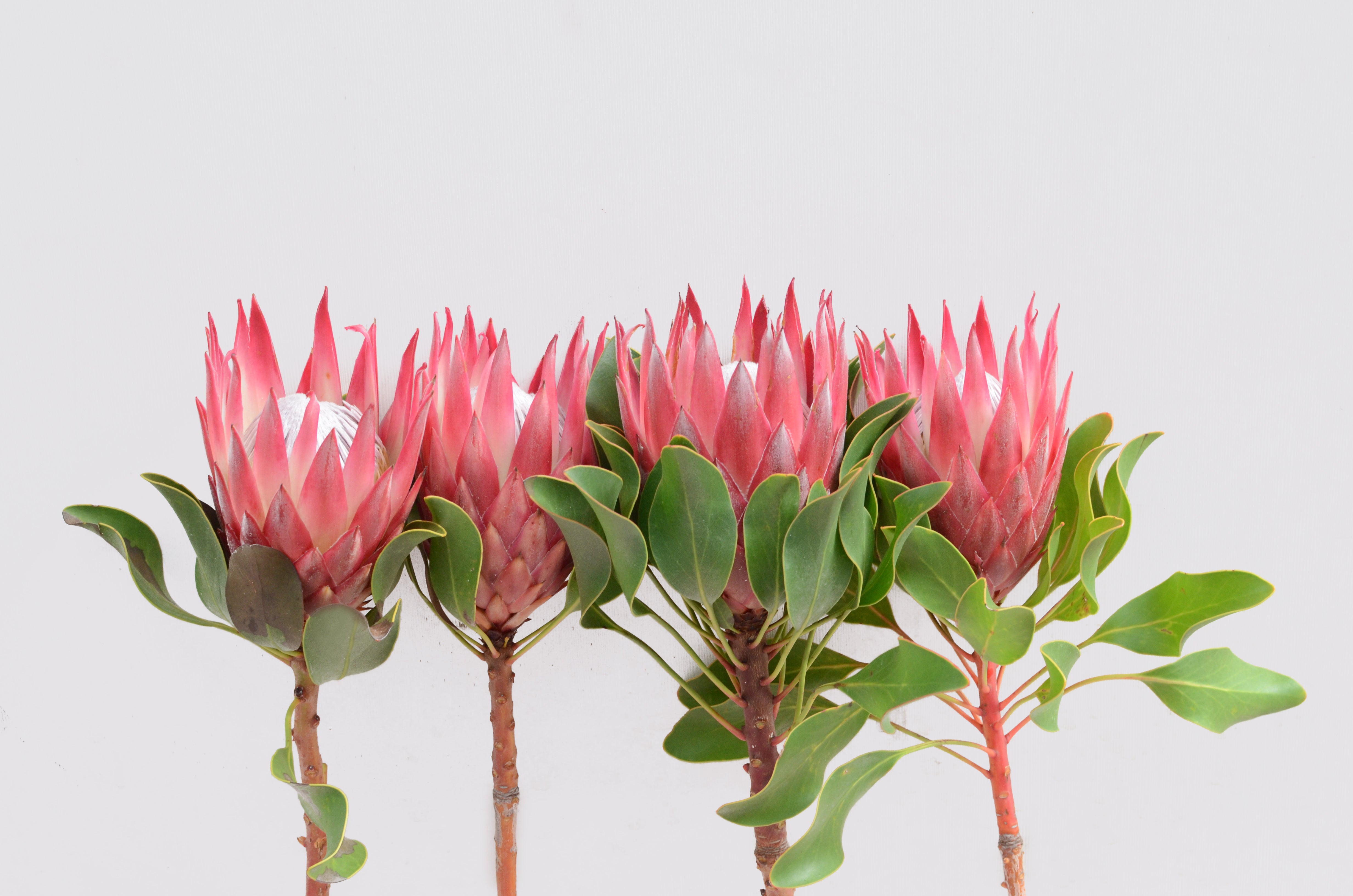 All About King Protea – Maui Floral