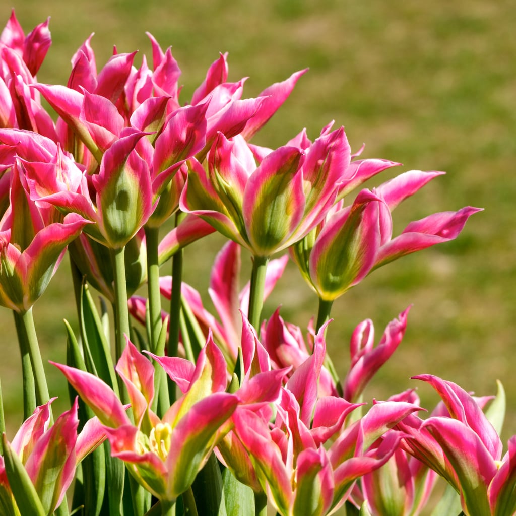 What Are Viridiflora Tulips – Learn About Growing Viridiflora Tulip Bulbs |  Gardening Know How