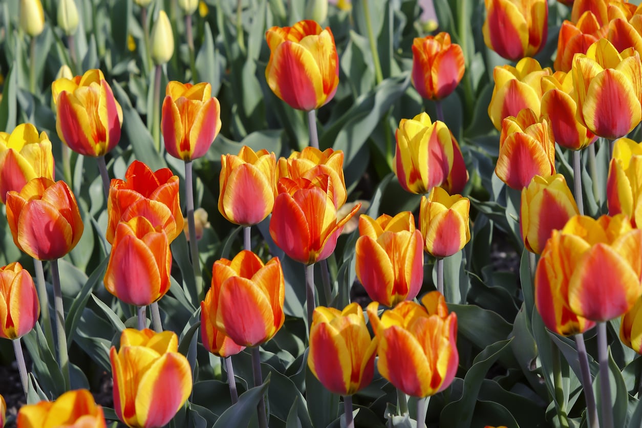 Brighten Your Garden: 11 Must-Know Tulip Varieties and Their Blooming Seasons