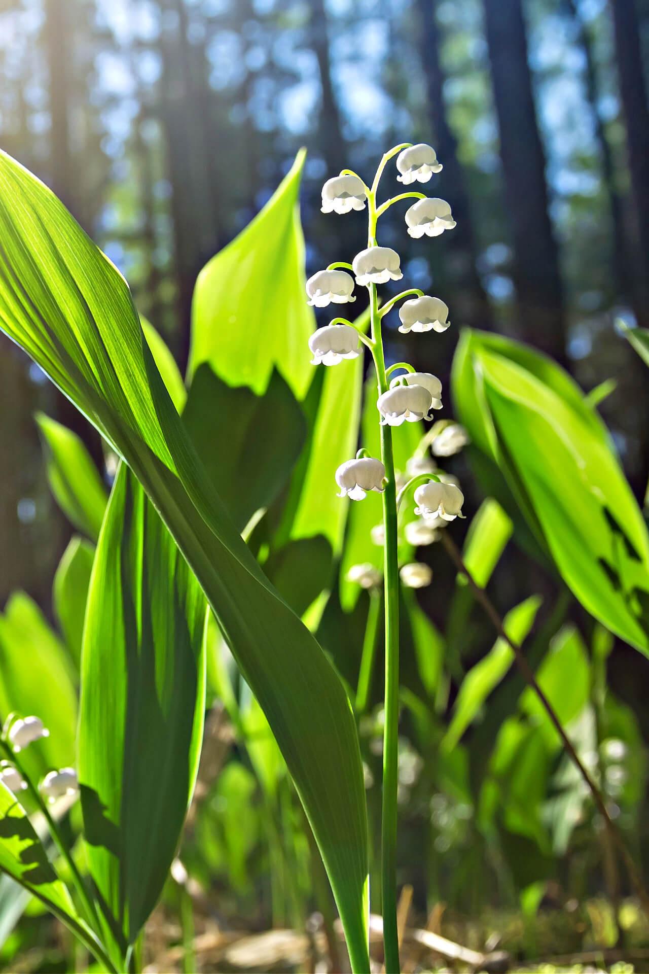 Lily Of The Valley Plant For Sale Online | Buy 1 Get 1 Free