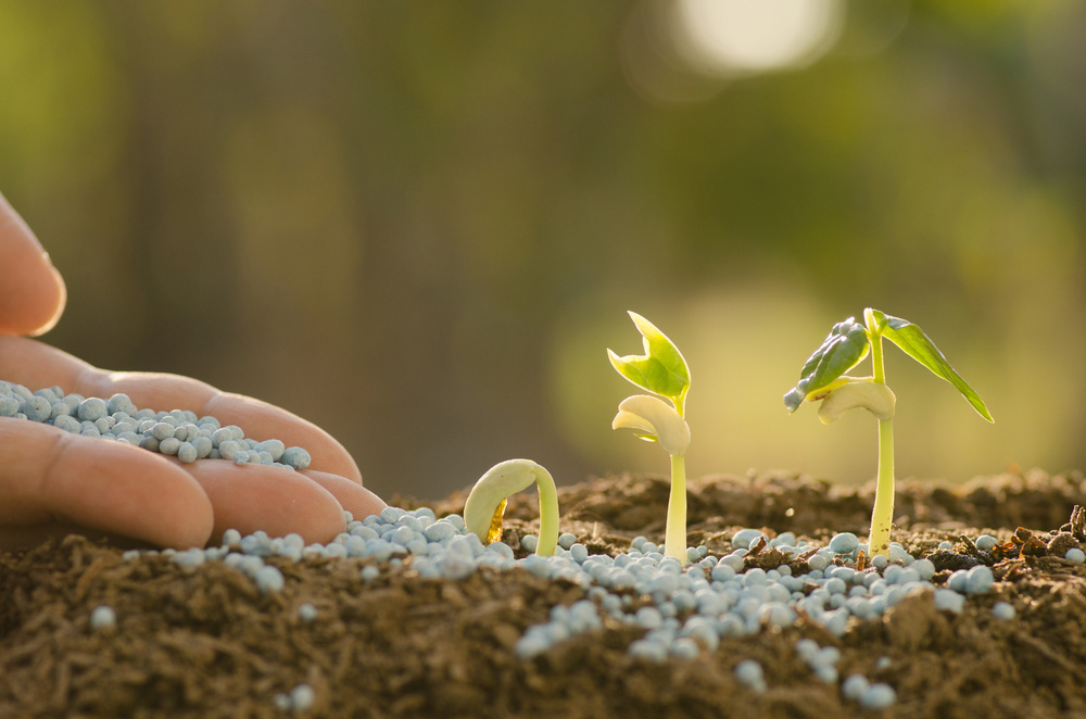 The 3 Types of Fertilizer that Will Transform Your Garden