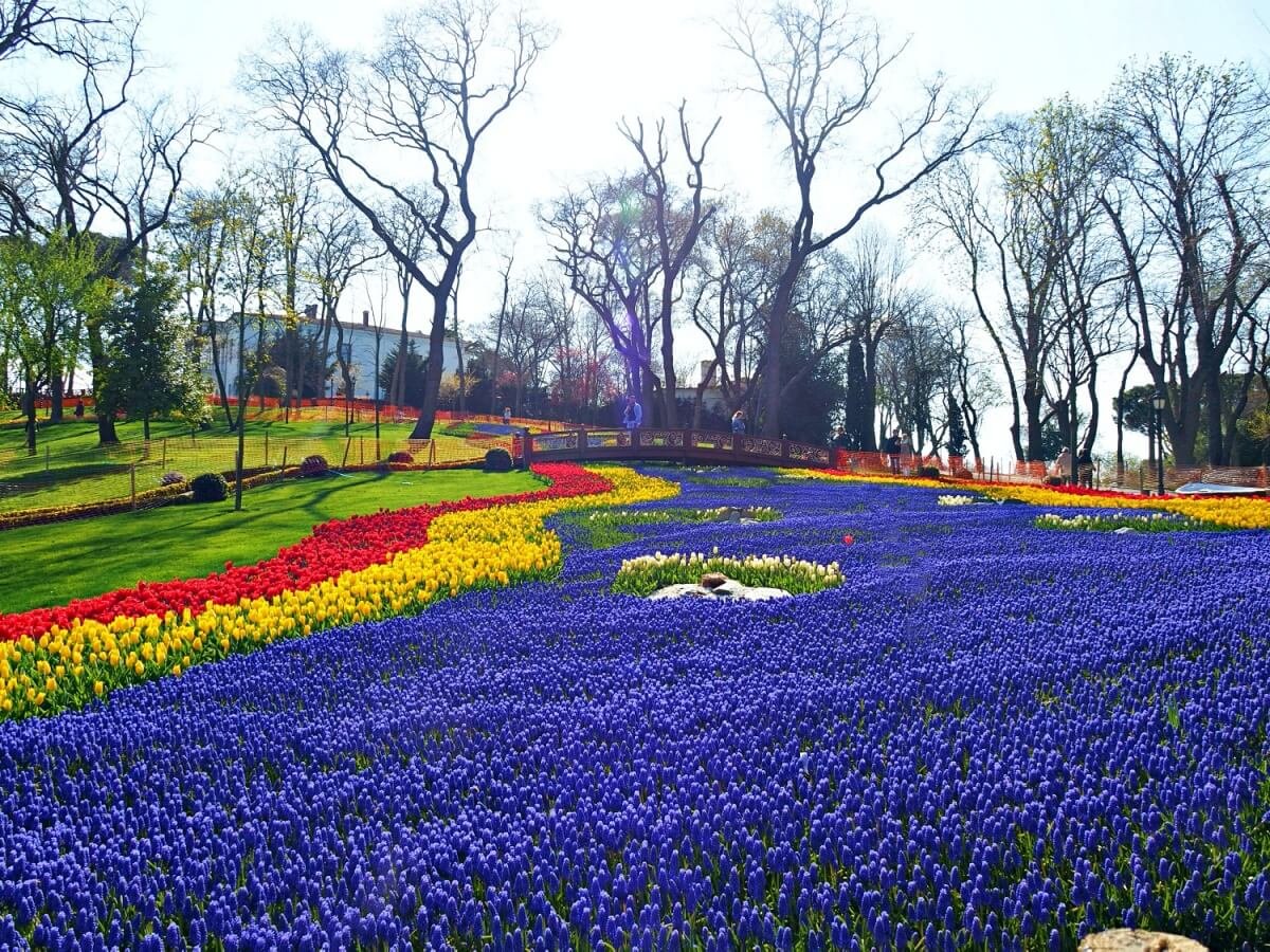 Visit the Istanbul Tulip Festival in 2024 (Istanbul Lale Festivali) — Mog and Dog Travels