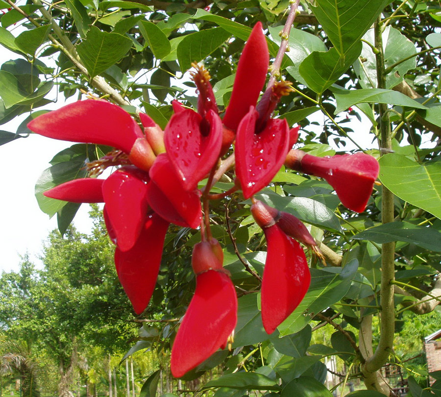 All About Uruguay's National Flower: The Ceibo Erythrina