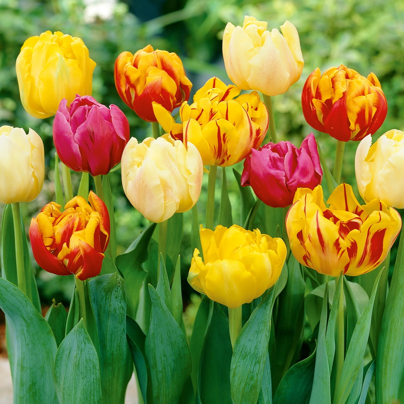 Van Zyverden's Tulip Double Early Mix Dormant Bulbs, Full Sun, Multicolor,  Annual, Easy to Grow - Walmart.com