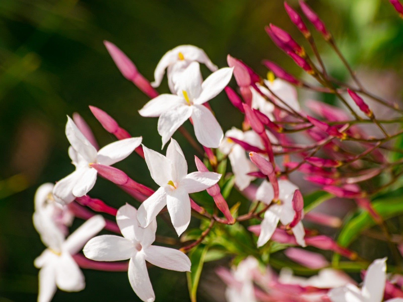 Jasmine Plant Care - How To Grow Jasmine Vines | Gardening Know How