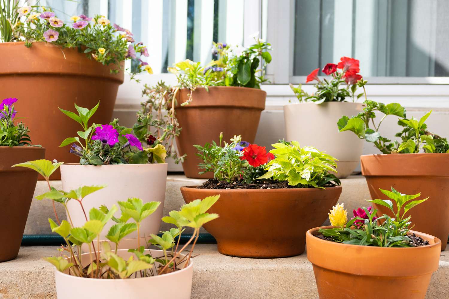 How to Start a Container Garden