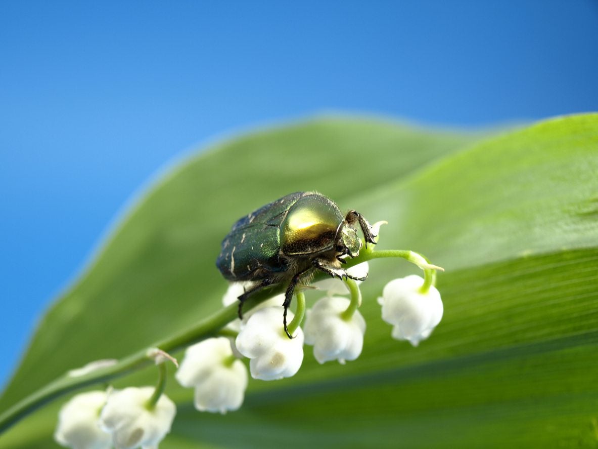 Treating Pests On Lily Of The Valley Plants: What To Do About Lily Of The Valley Pests | Gardening Know How