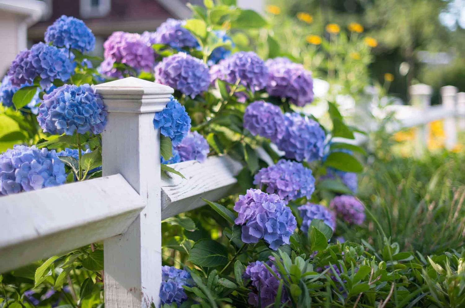 The Best Shrubs and Flower to Plant Along Your Fence