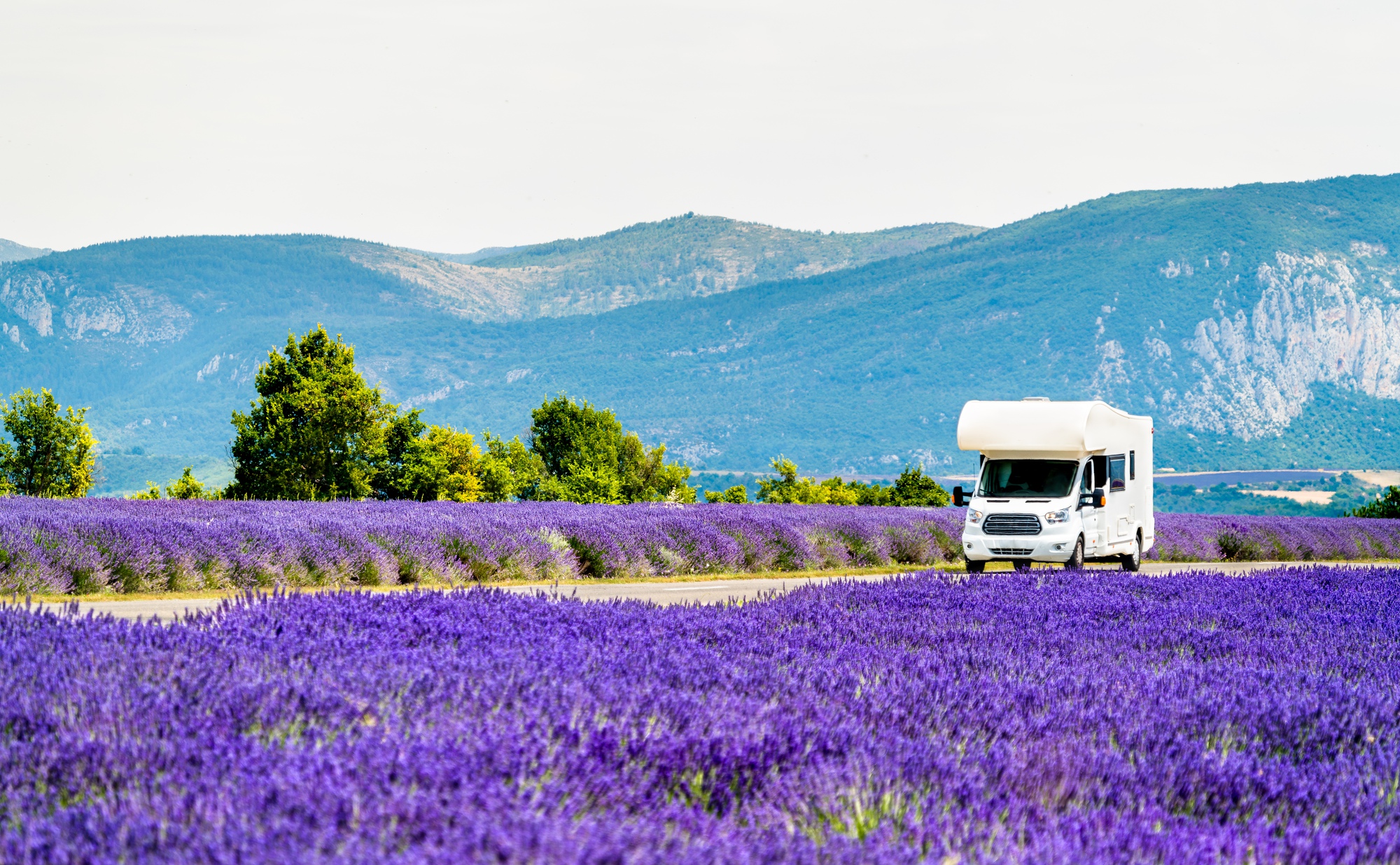 Refresh” tinh thần hiệu quả ở những vườn lavender đẹp nhất thế giới