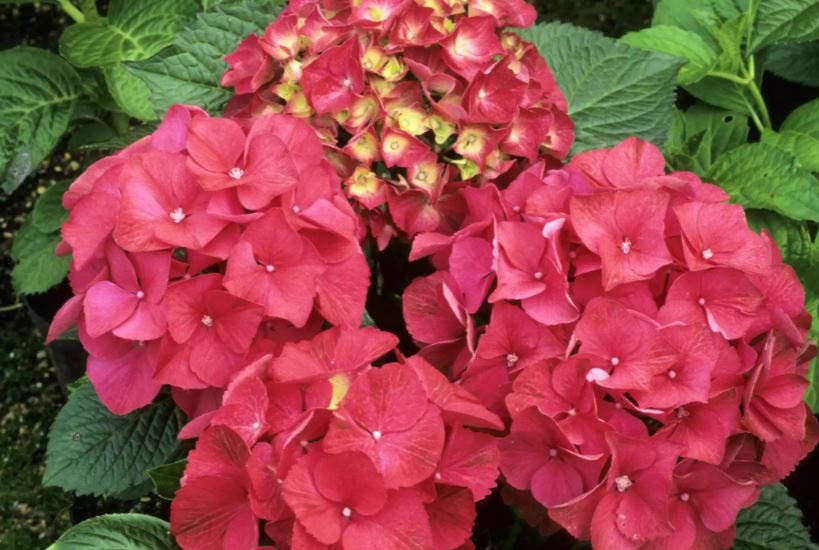 Hydrangea Eldorado Flower Seeds