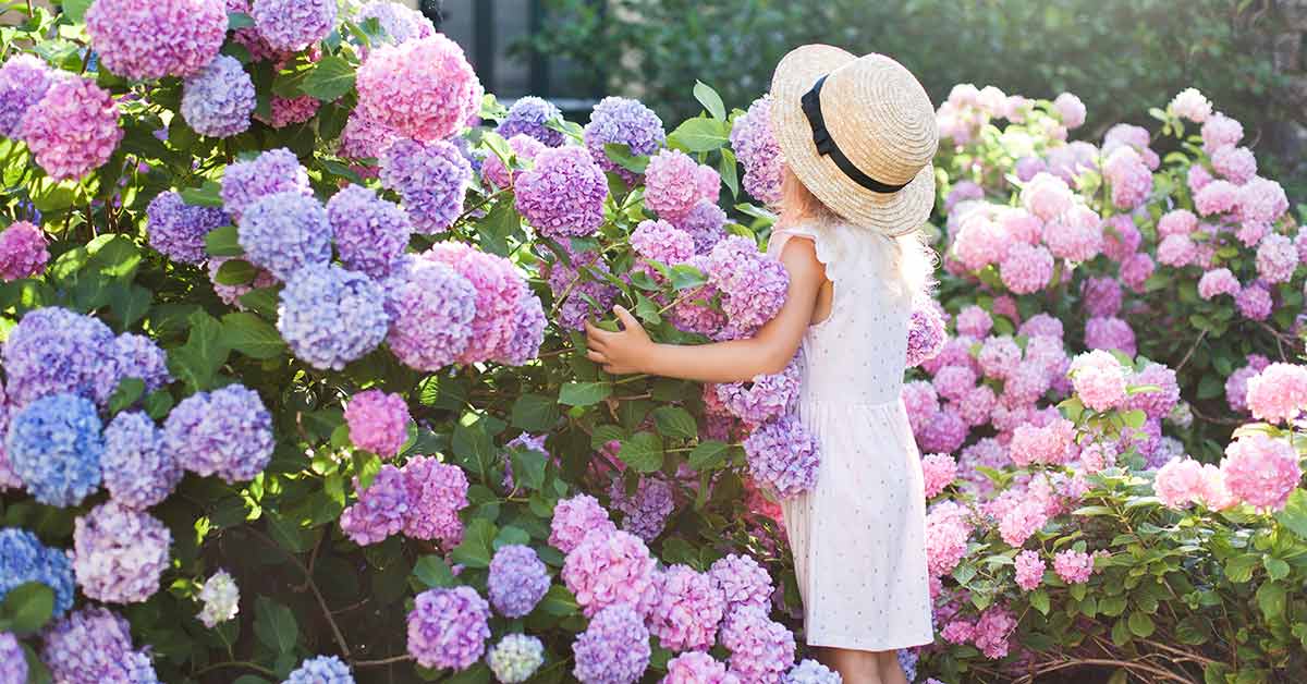 How to Grow and Care for Hydrangeas