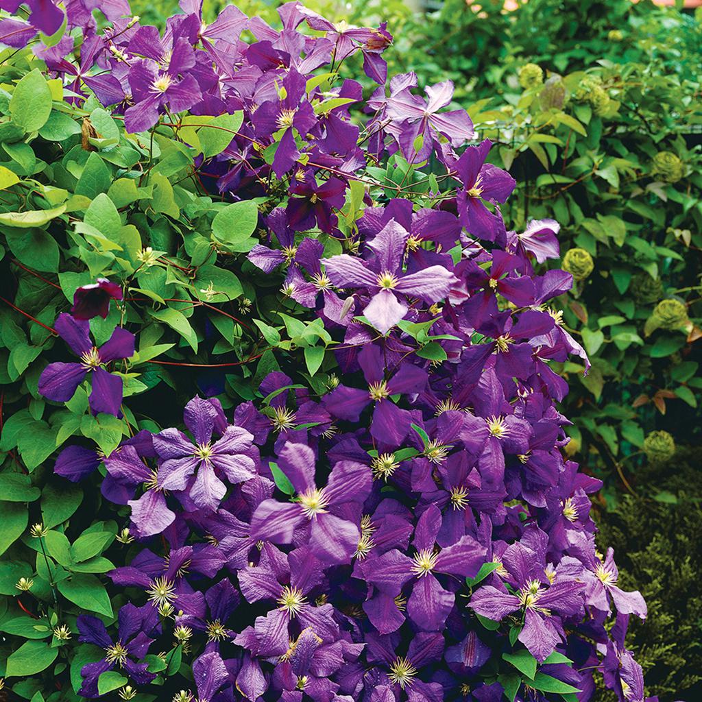 Mastering Clematis: How to Choose, Plant, and Support the Ultimate Climbing Flower