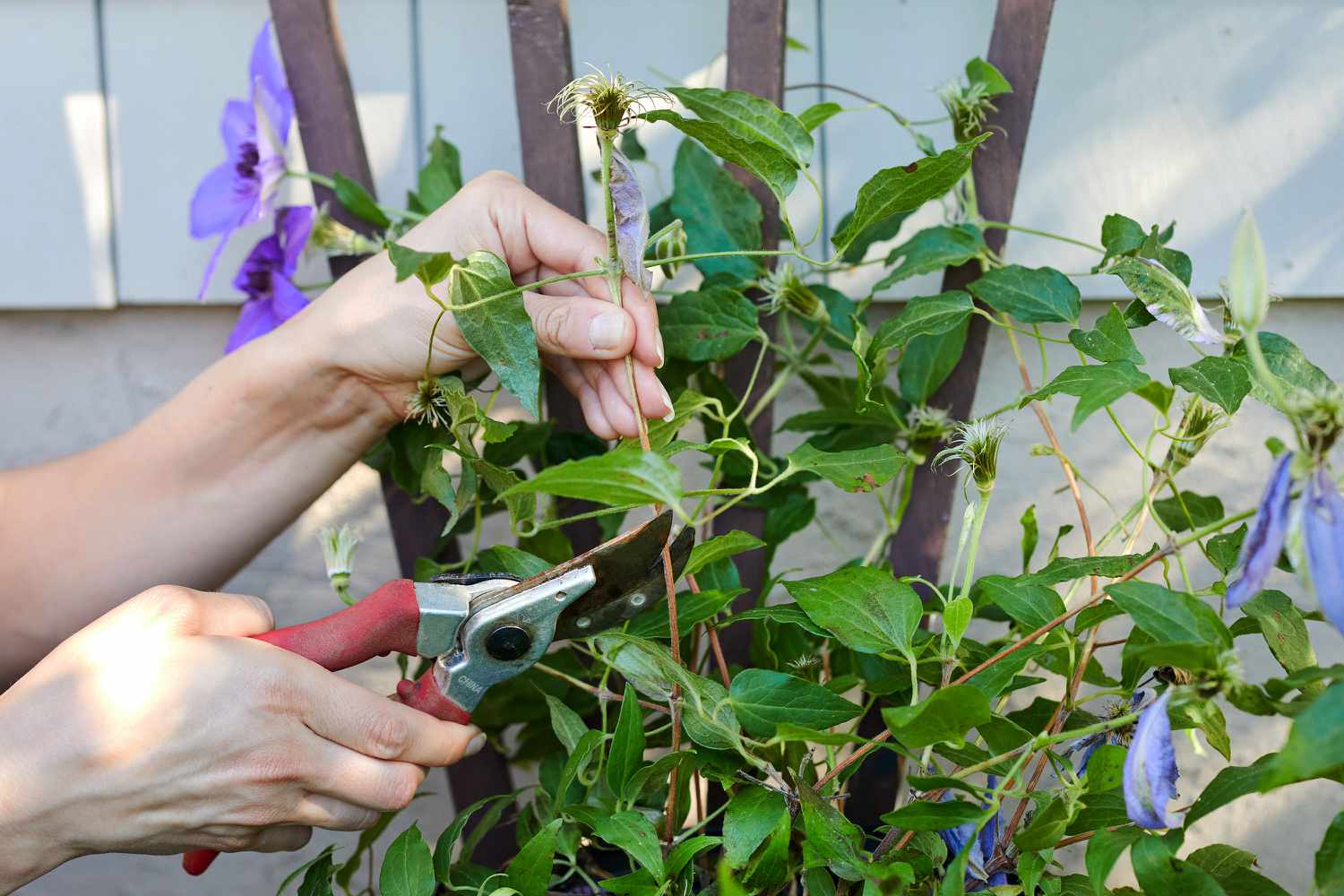 How and When to Prune Clematis Vines