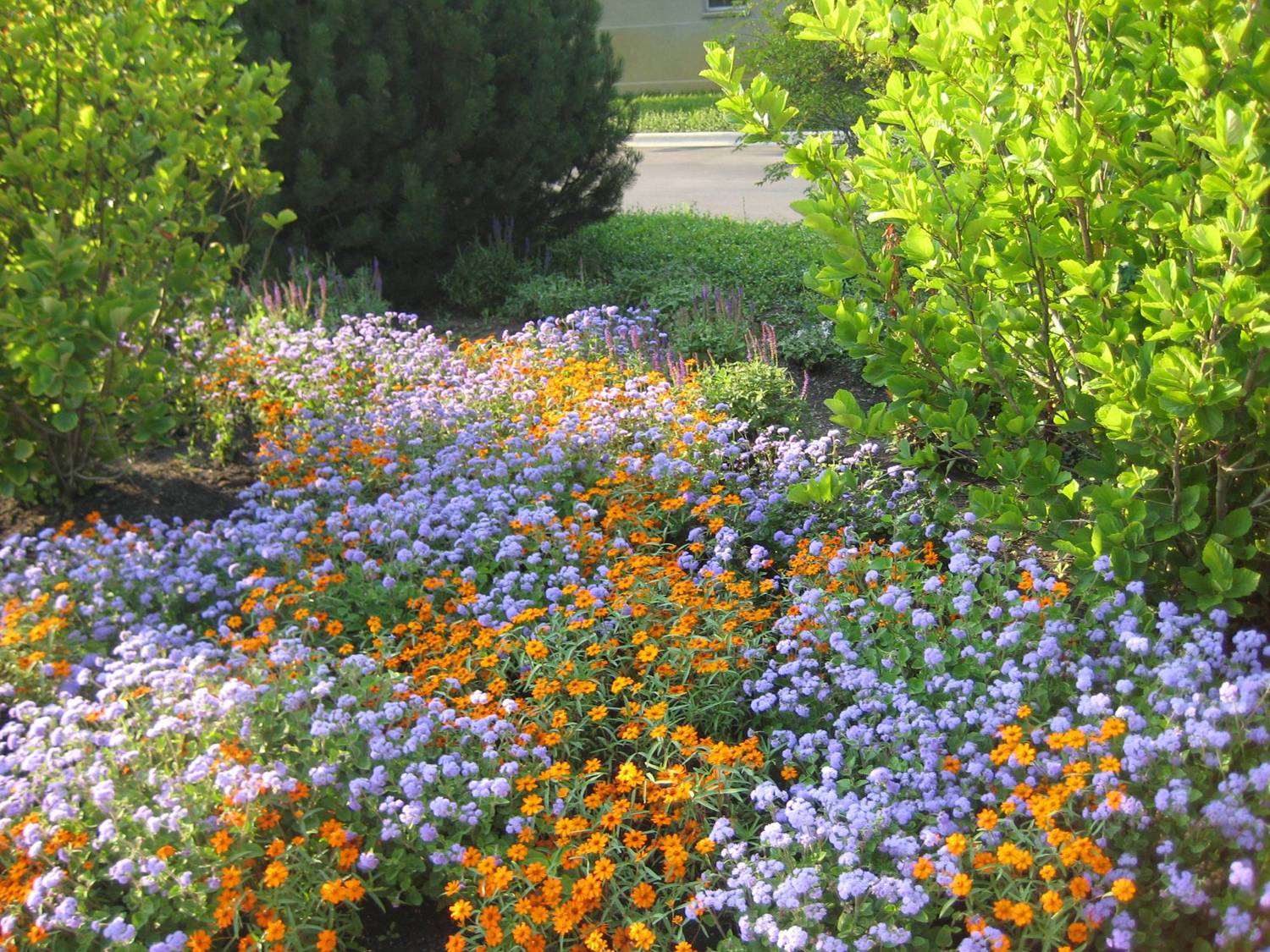 Using a Color Wheel to Select Flowers for Your Garden | Proven Winners